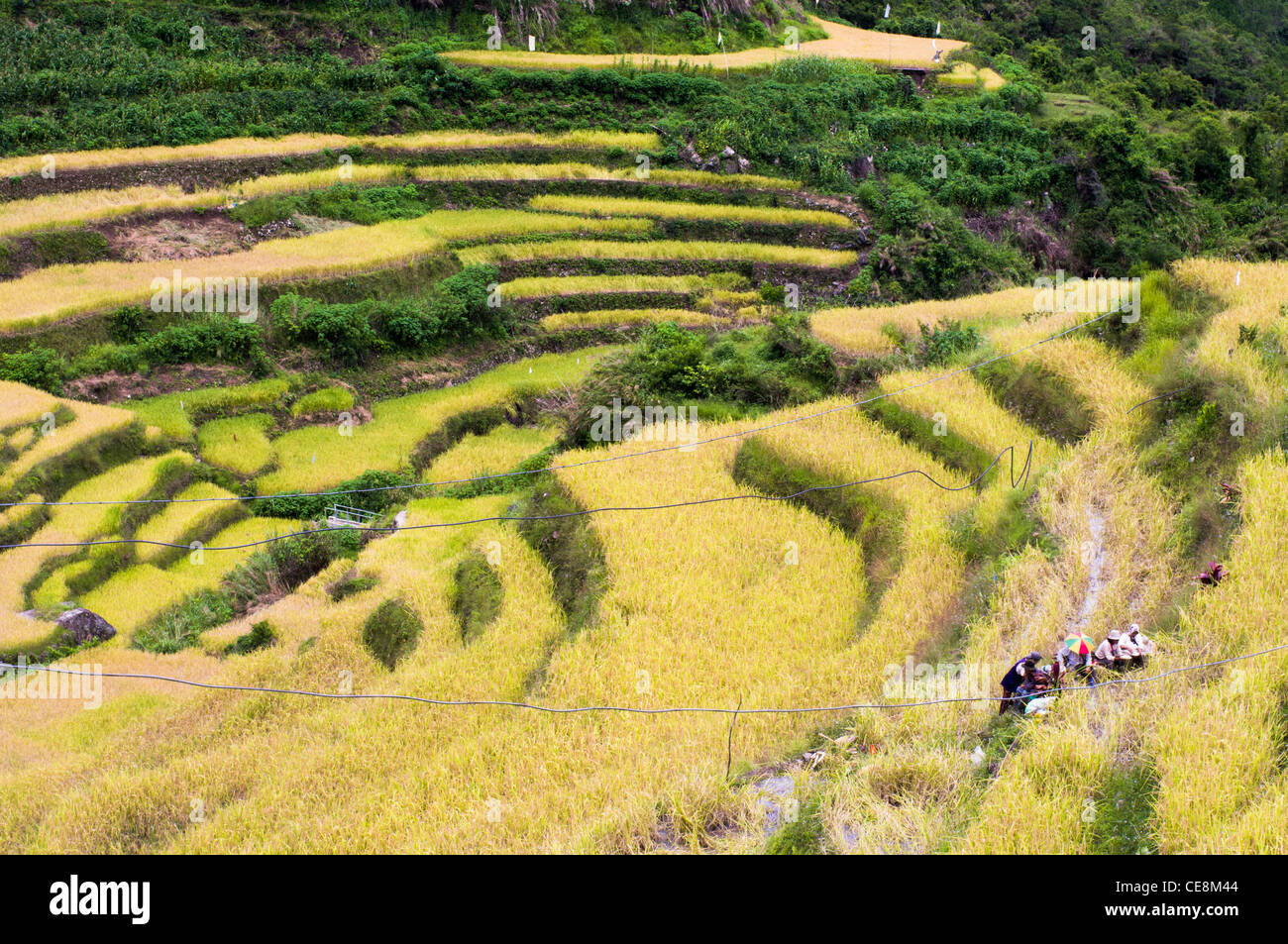 farmers are taking a break at rice field, philippines. Stock Photo