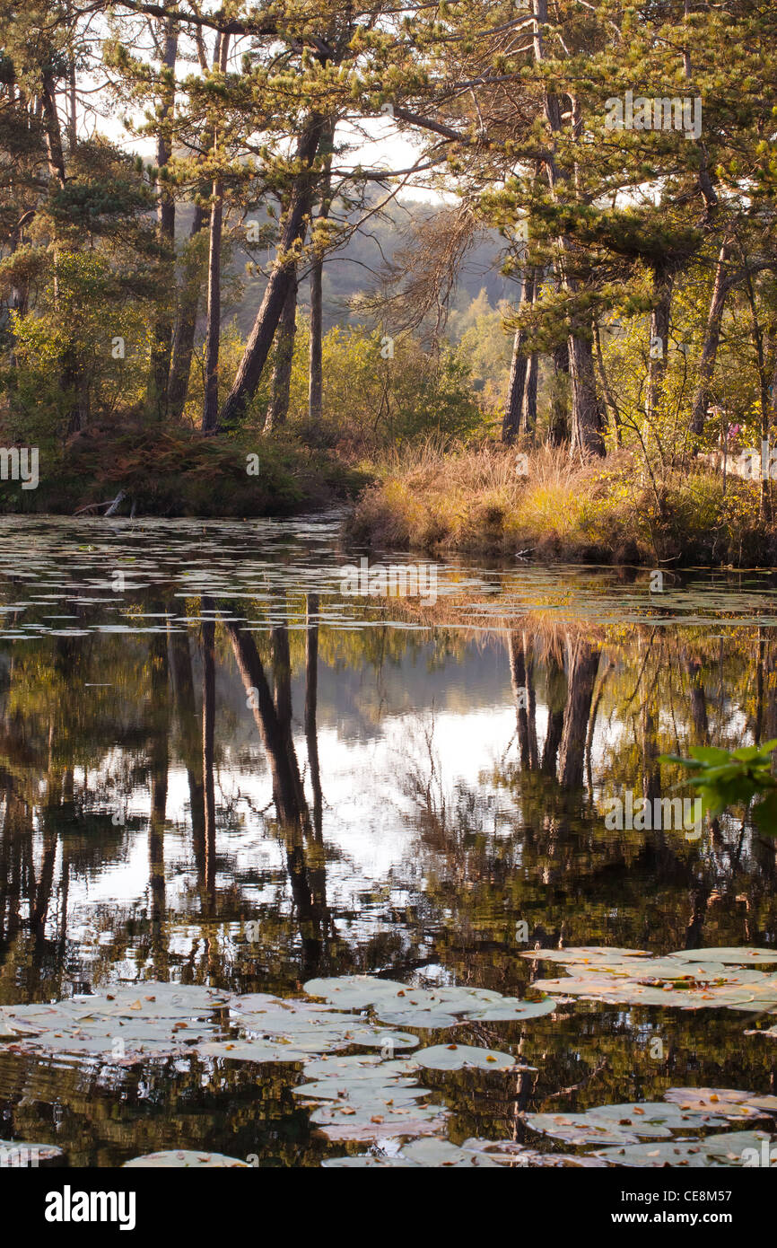 Photograph of a calm lake showing reflections of pine trees Stock Photo