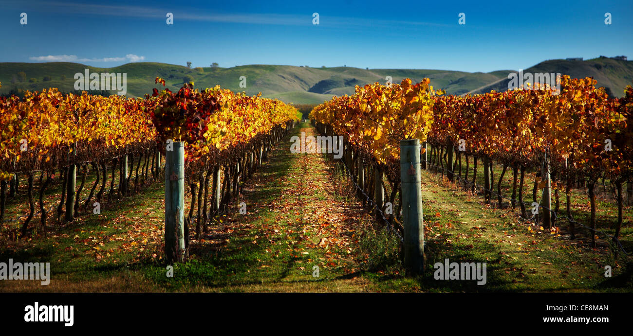 row of ripening vines in vinyard new zealand Stock Photo