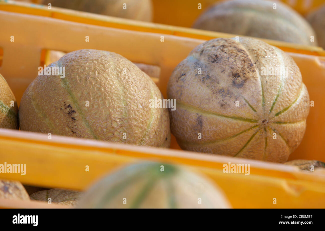 rock melon at farmers market Stock Photo