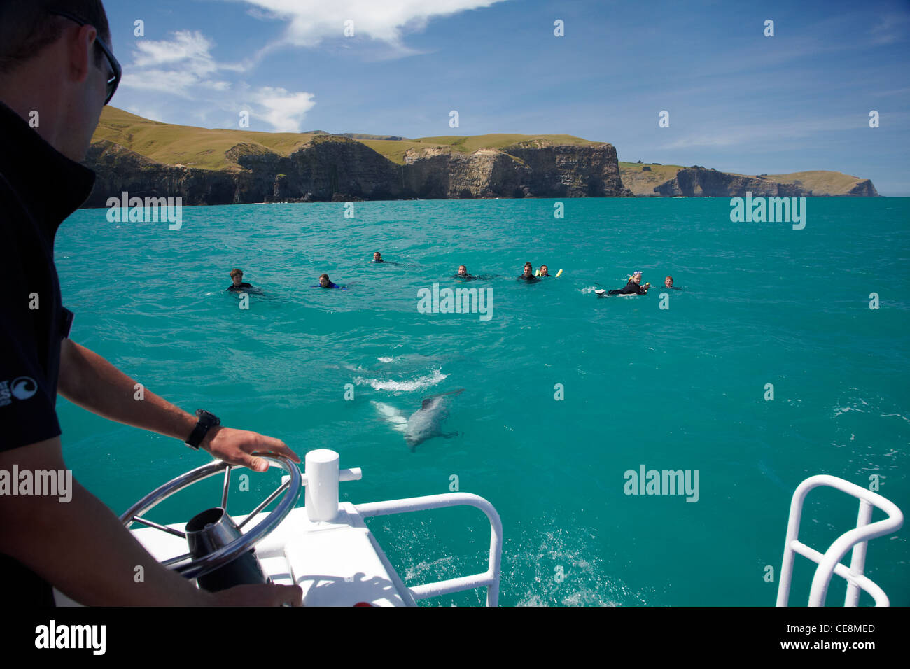 Swimming with Hector's dolphins (Cephalorhynchus hectori), Akaroa Harbor, Banks Peninsula, Canterbury, South Island, New Zealand Stock Photo