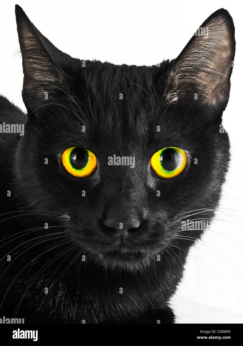 A close up black cat portrait against white background Stock Photo - Alamy