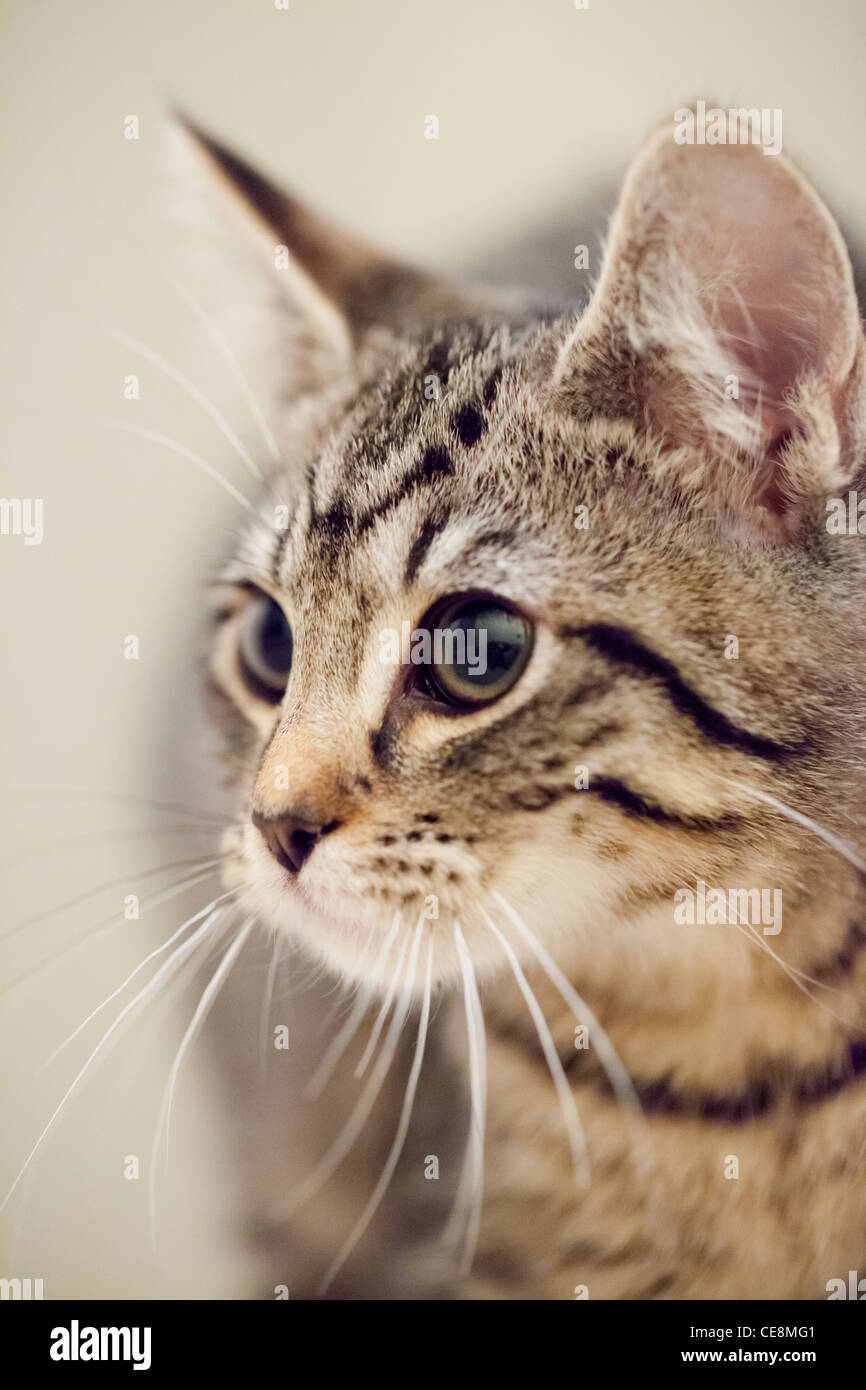 Portrait of a female tabby kitten Stock Photo - Alamy