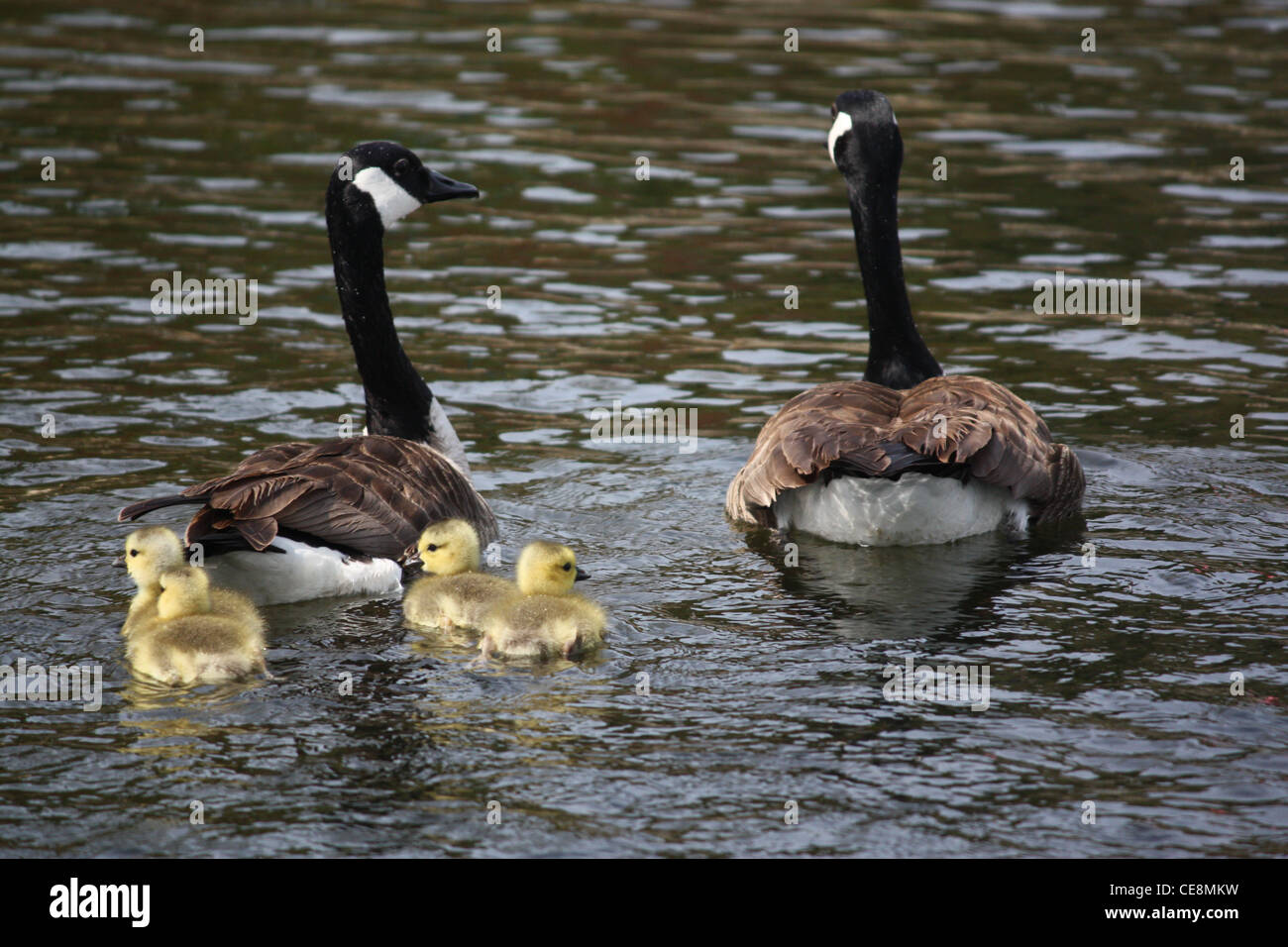 A close up view of a Canadian geese family swimming away. There are four yellow babies (goslings)  swimming  behind the female. Stock Photo