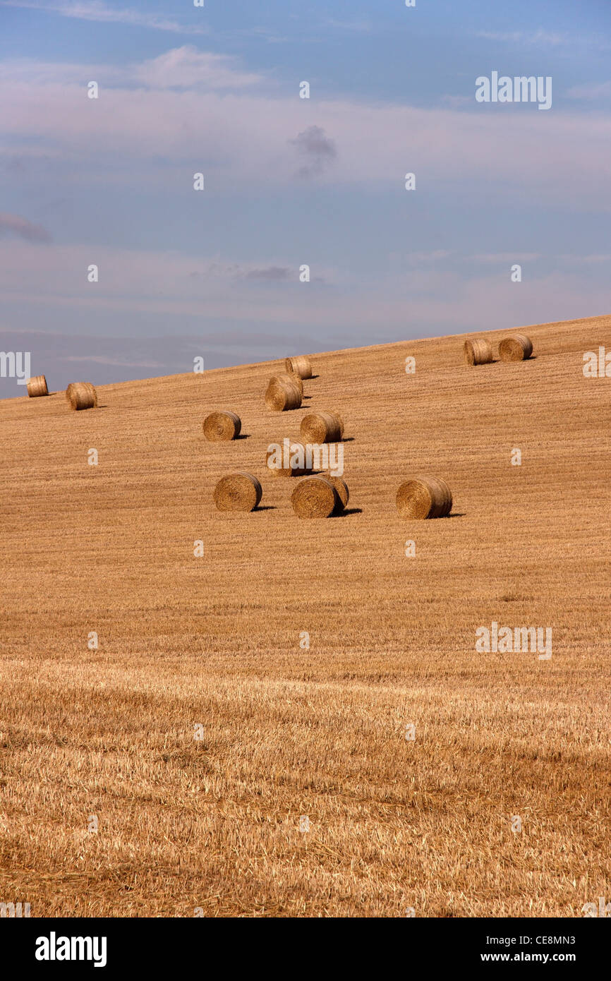 Large round hay bales in cut corn field during harvest, Leicestershire, England, UK Stock Photo