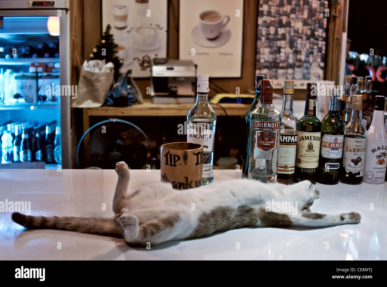 Funny animal. Cat sleeping at a beer bar seemingly drunk under the influence of alcohol. Thailand Southeast Asia Stock Photo