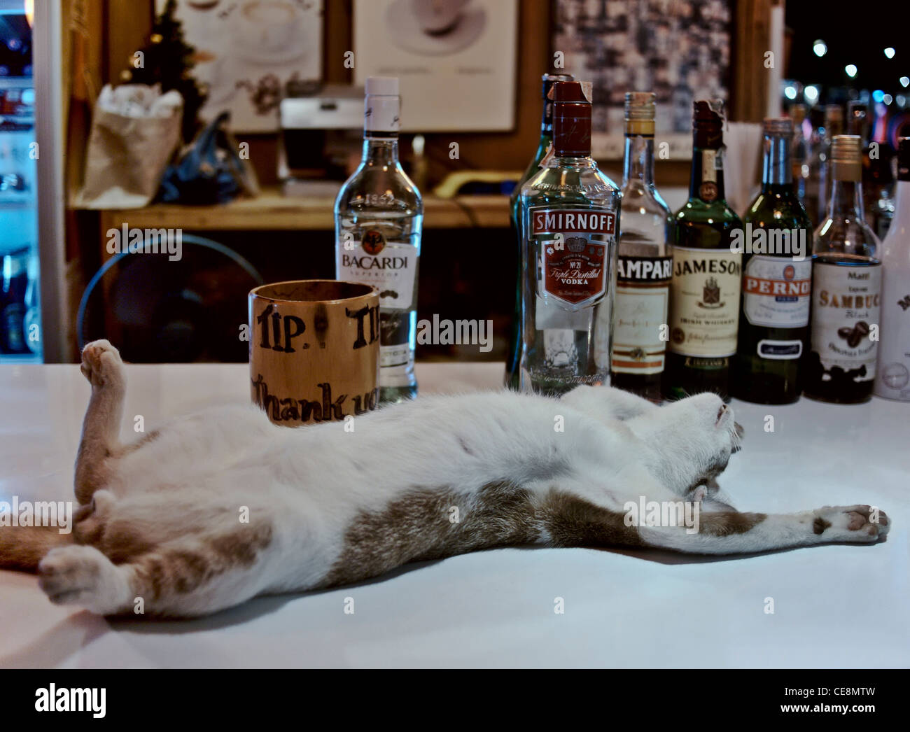 Funny animal. Cat sleeping at a beer bar seemingly drunk under the influence of alcohol. Thailand Southeast Asia Stock Photo