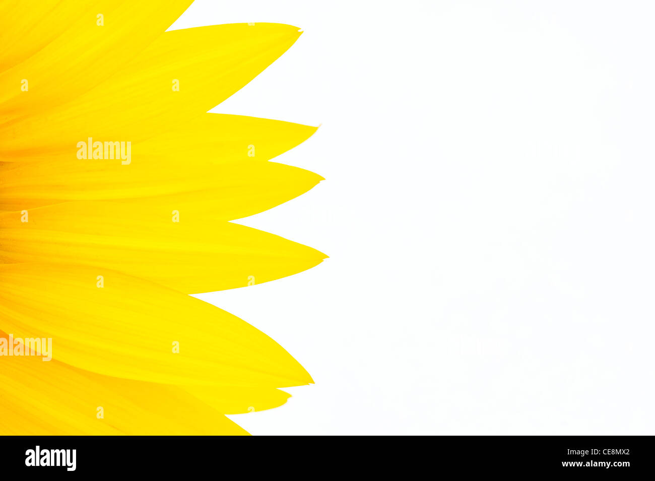 Sunflower petals against a white background Stock Photo