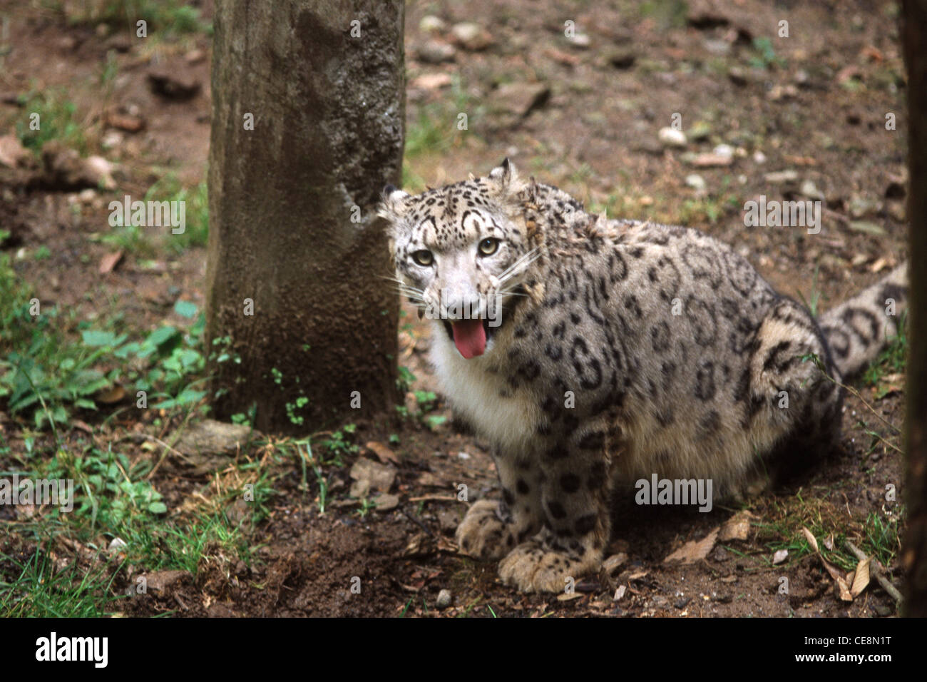 Snow Leopard growling ; Darjeeling zoo ; West Bengal ; India ; Asia