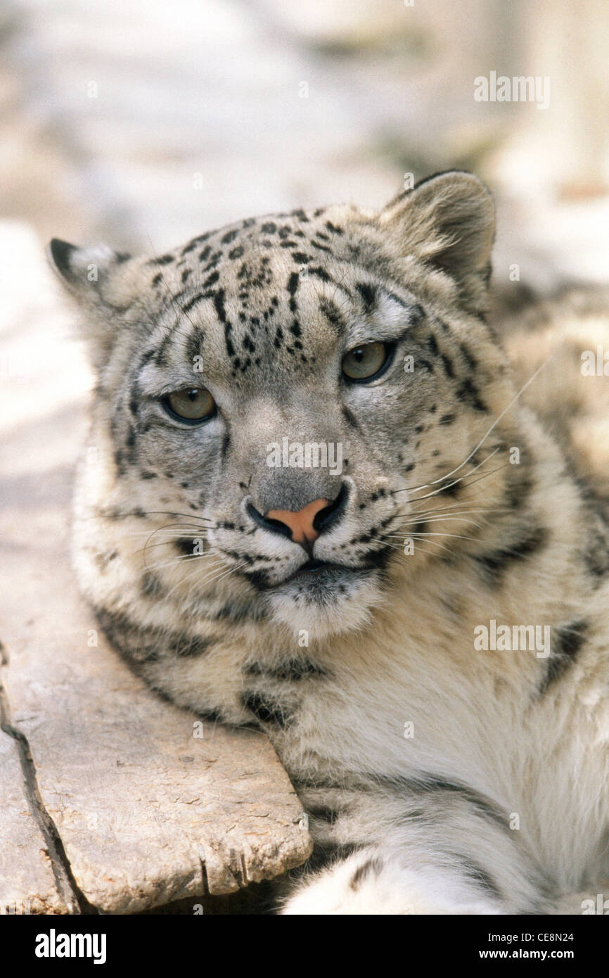 Snow Leopard ; Darjeeling zoo ; West Bengal ; India ; Asia Stock Photo