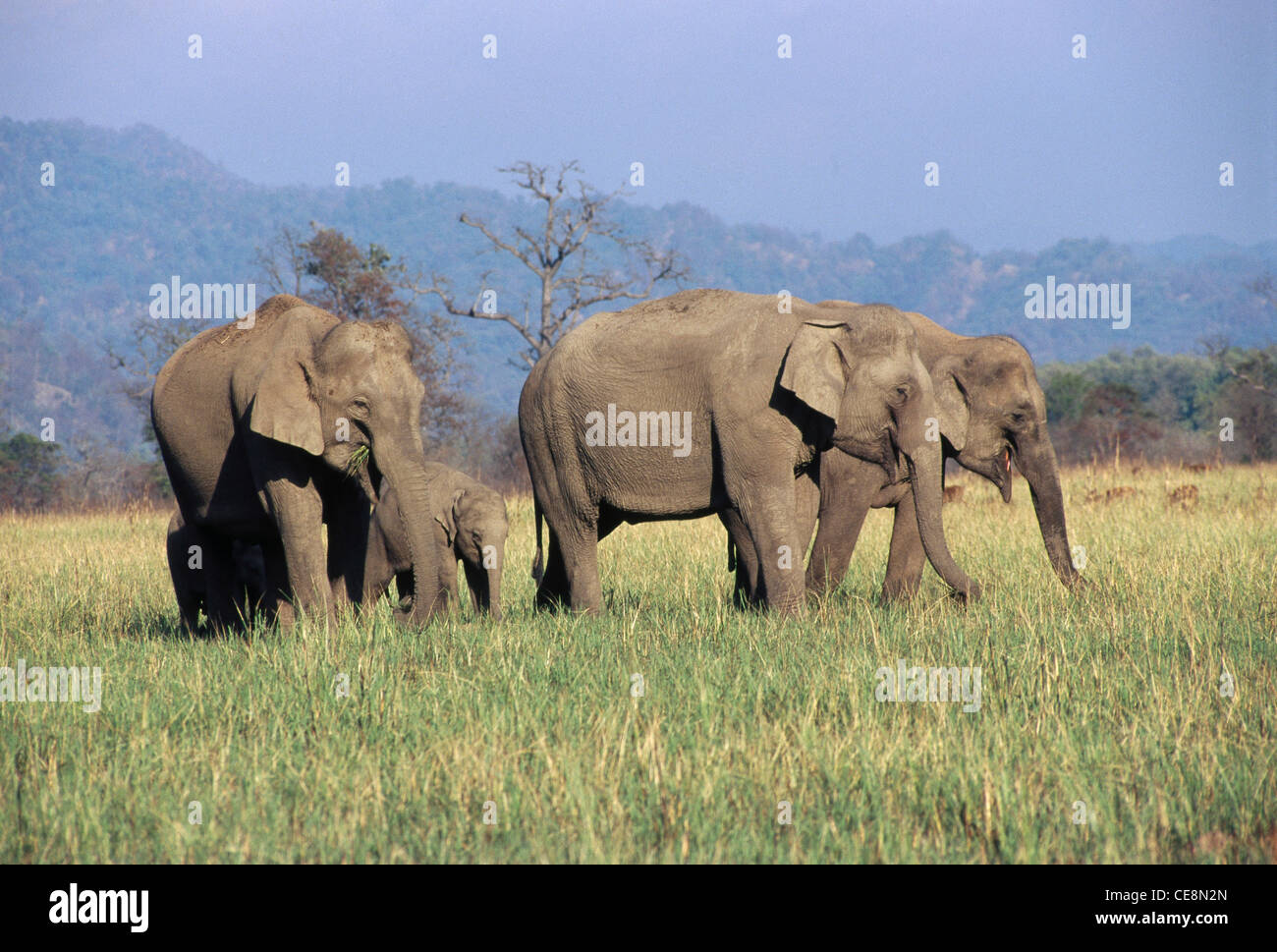 Indian wild Elephant herd ; Jim Corbett National Park ; Nainital District ; Ramnagar