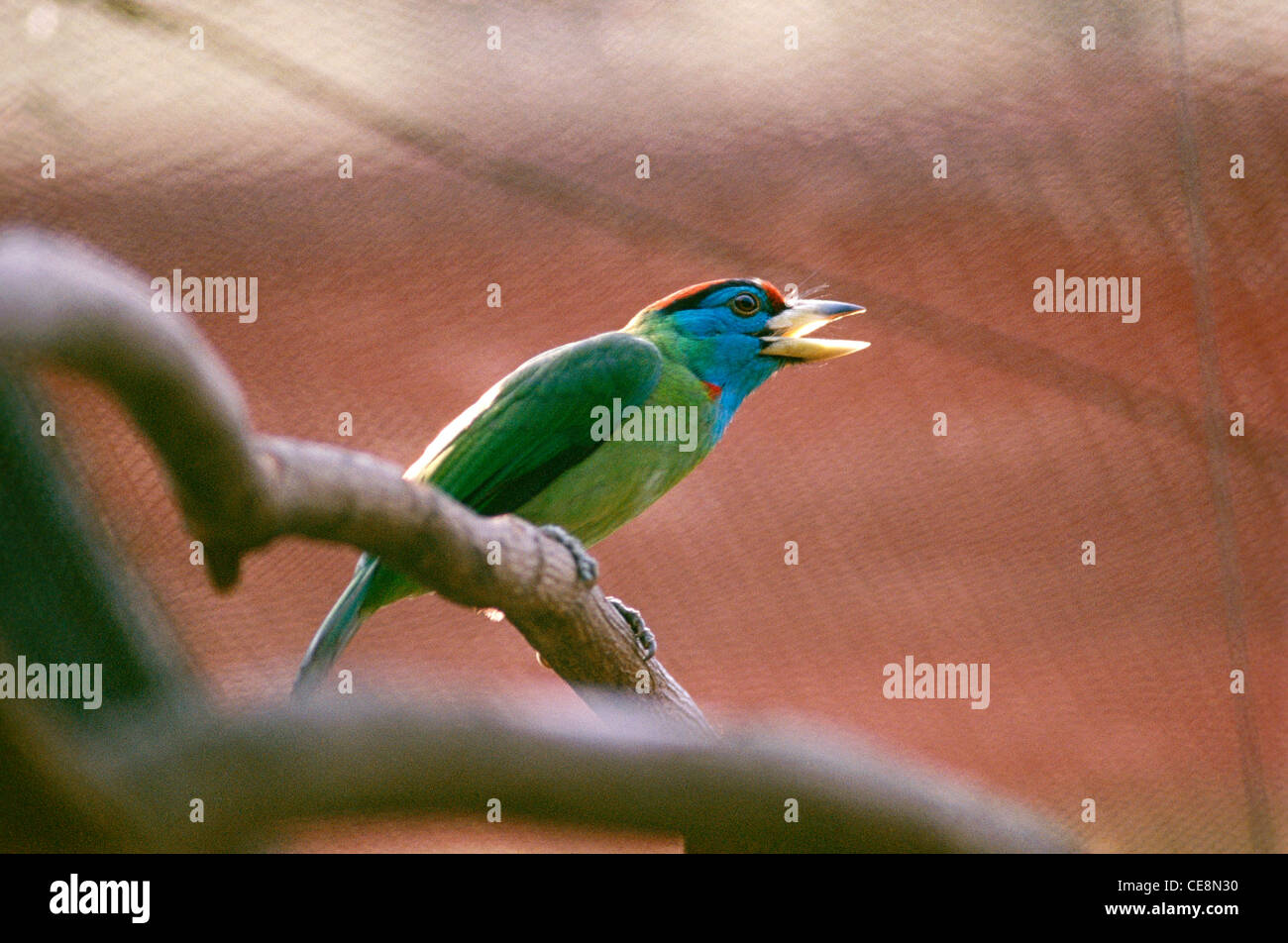 GOU 80096 : indian Bird Blue Throated Barbet calling singing india Stock Photo