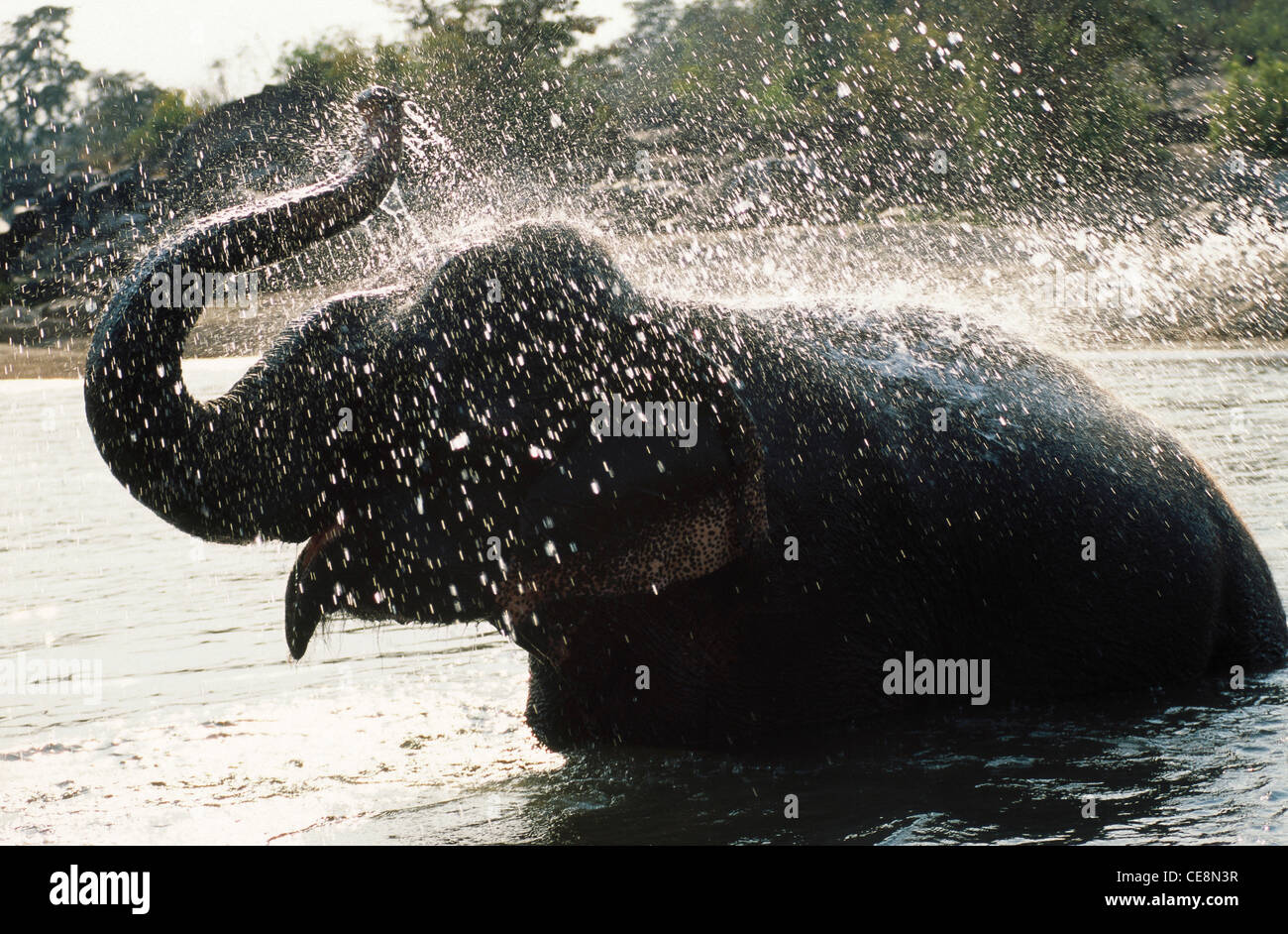 JRR 80802 : indian wild Elephant bathing playing cooling in water Elephas maximus kanha National Park Madhya Pradesh india Stock Photo