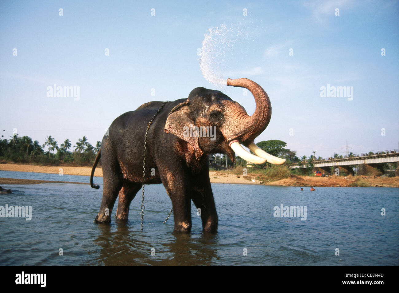 MAA 80801 : indian domestic Elephant tusker bathing cooling playing in Water Elephas maximus Kerala india Stock Photo