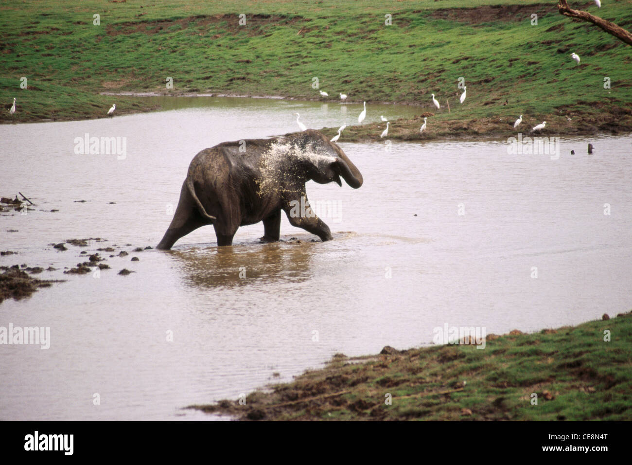 MAA 80807 : indian wild Elephant bathing cooling playing in Water Elephas maximus Kabini National Park Karnataka india Stock Photo