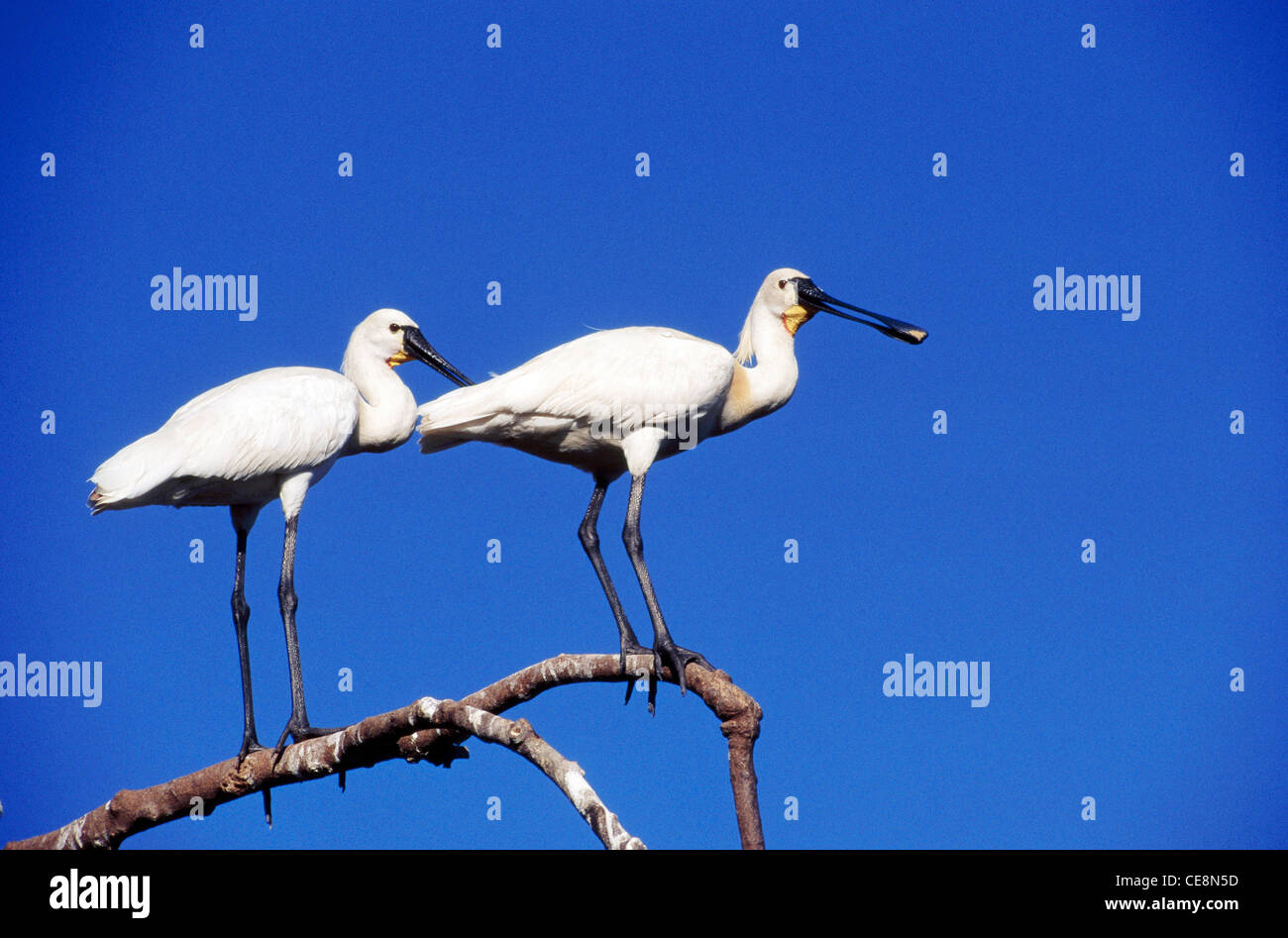 HSA 80076 : Birds indian Spoonbill pair sitting on tree branch India Stock Photo