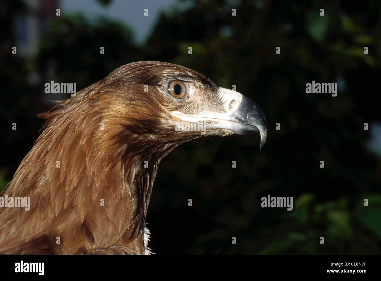 IKA 80027 : Bird Tawny eagle profile close up of face   Aquila rapax , India Stock Photo