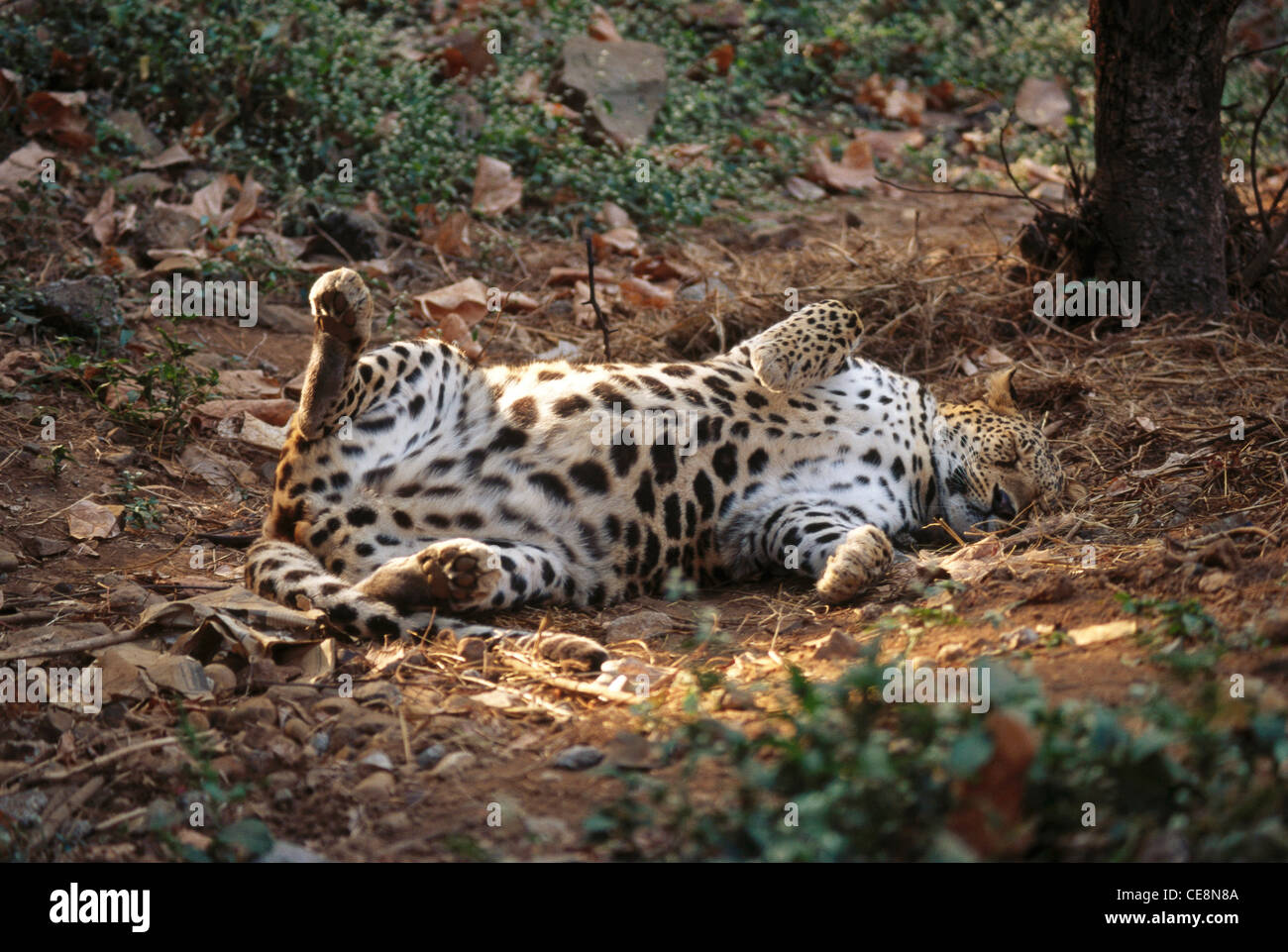 Leopard rolling , Panthera Pardus , Borivali national park ,  Bombay , mumbai , maharashtra , india , asia Stock Photo