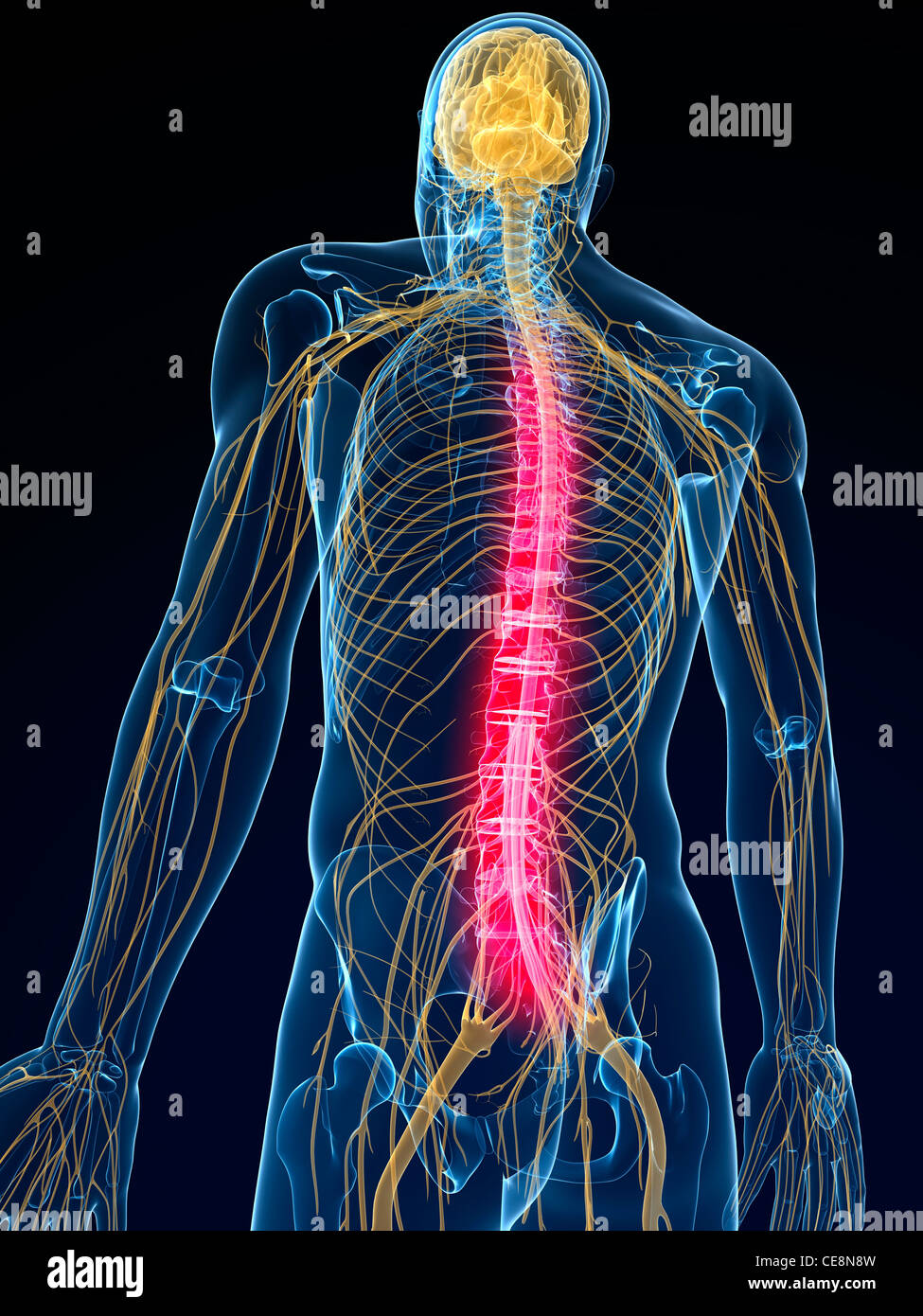Back pain, conceptual computer artwork Stock Photo - Alamy