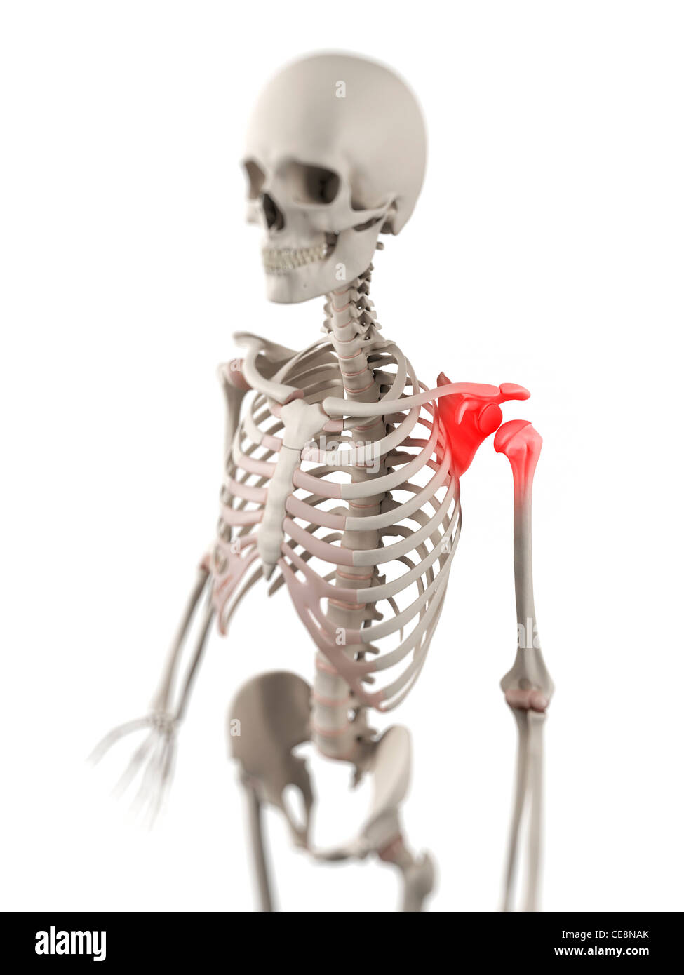 Shoulder pain, conceptual computer artwork Stock Photo Alamy