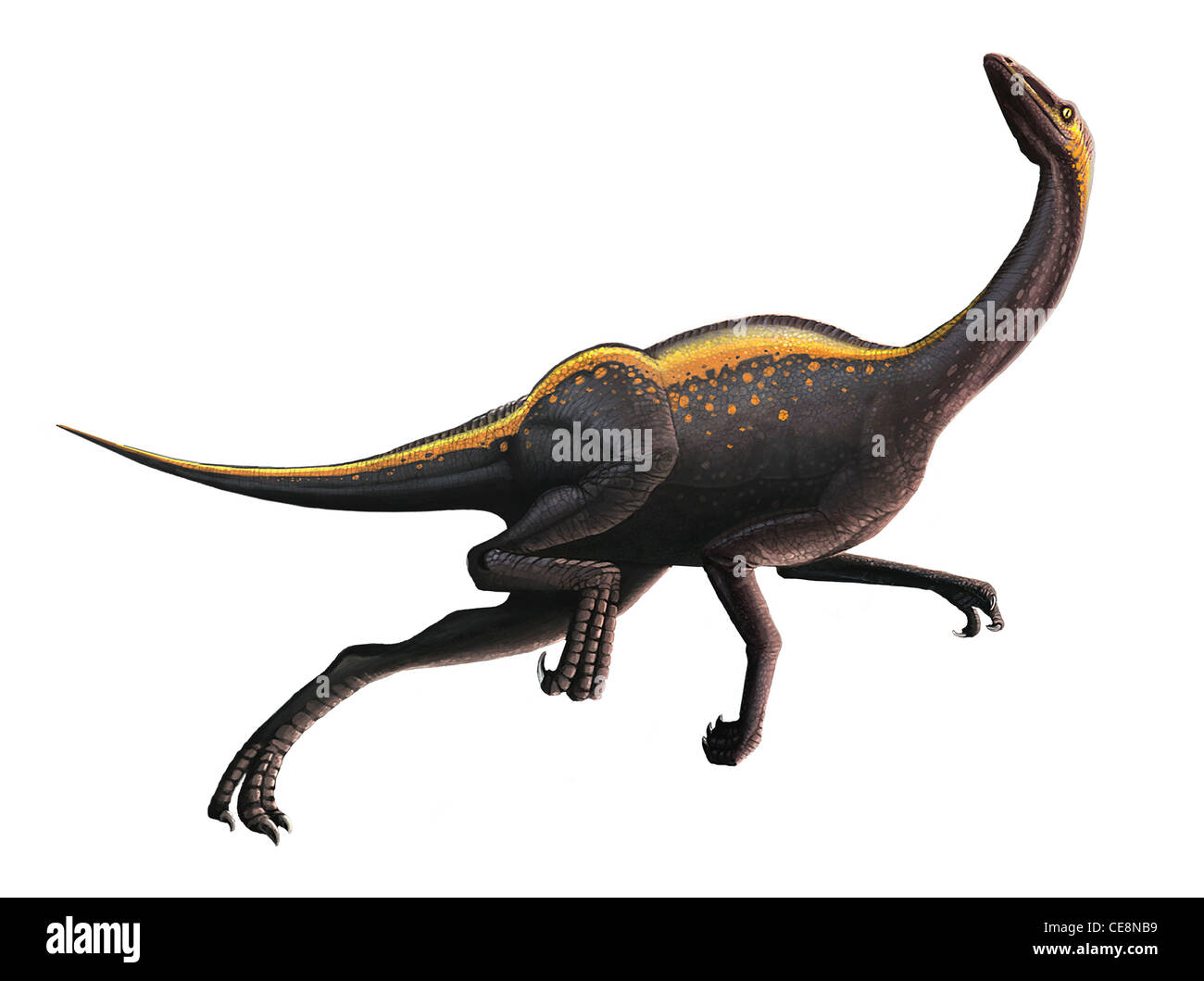 Ornithomimus dinosaur running computer artwork Ornithomimus meaning  'bird-mimic' was agile ostrich-like omnivore about 1 8-2 4 Stock Photo -  Alamy