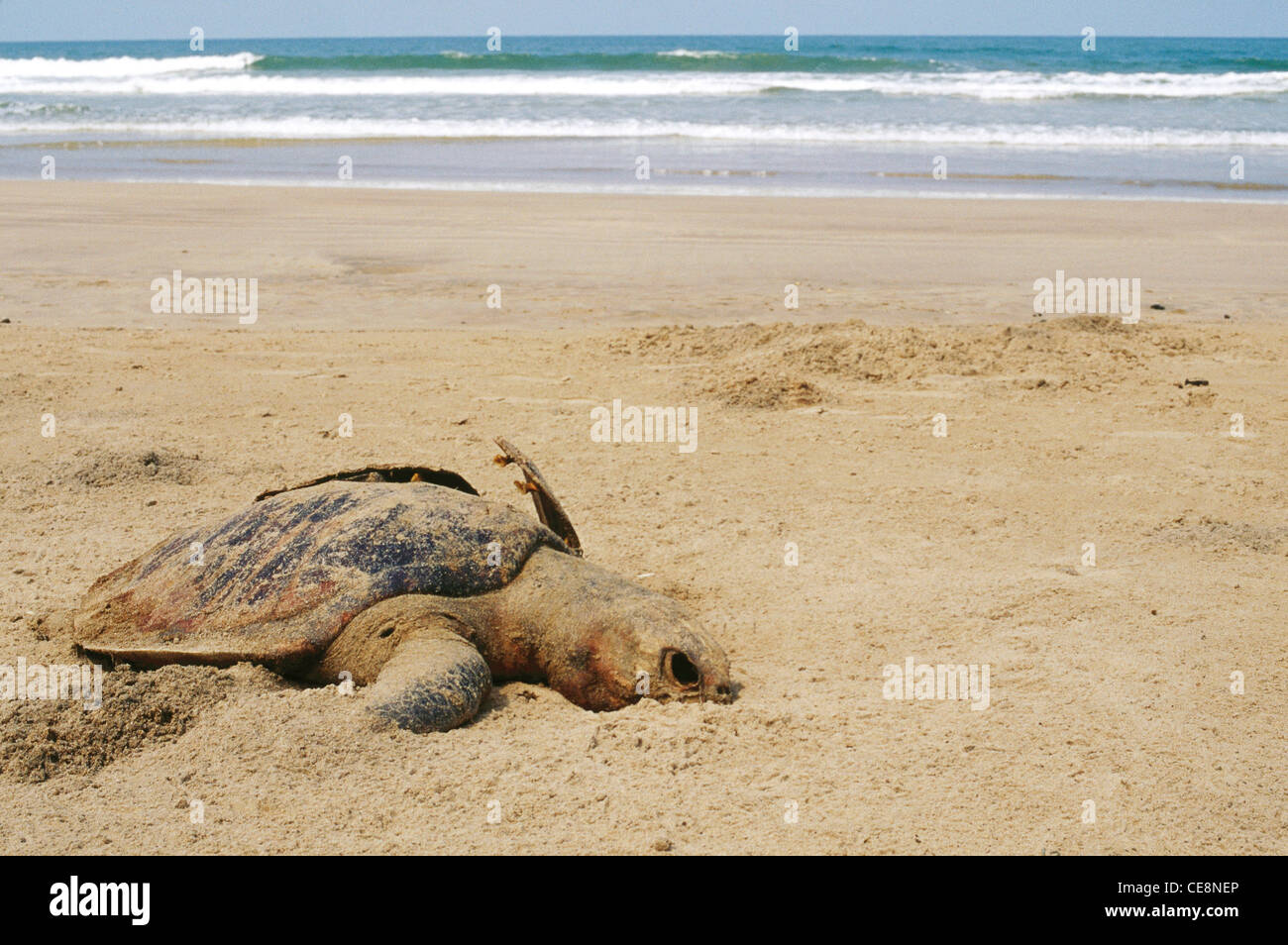 Dead Sea Turtle , Sea turtle , marine turtle , Ganpatipule beach , Konkan Coast , Maharashtra , India , asia Stock Photo