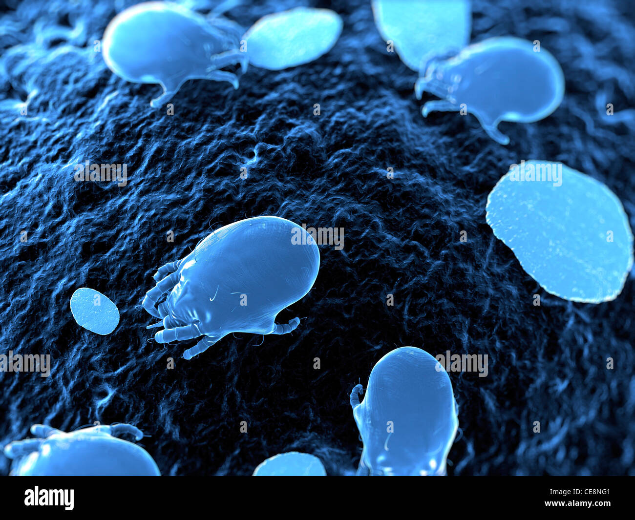 Dust mites. Computer artwork of house dust mites (Dermatophagoides pteronyssinus Stock Photo Alamy