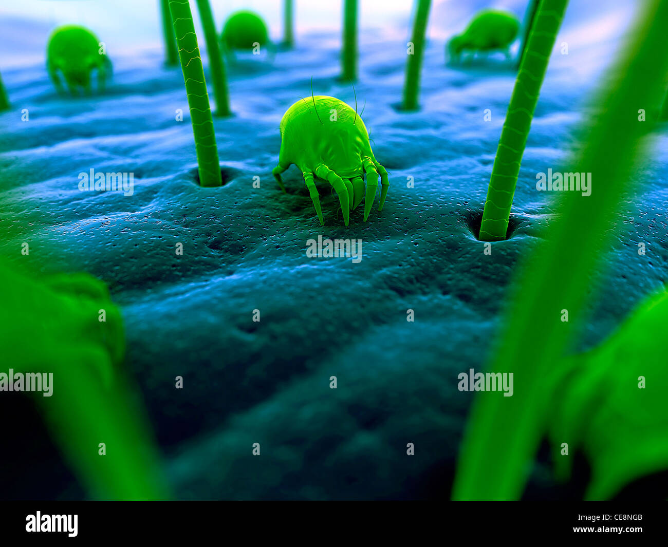 Dust mites. Computer artwork of house dust mites (Dermatophagoides pteronyssinus) on human skin