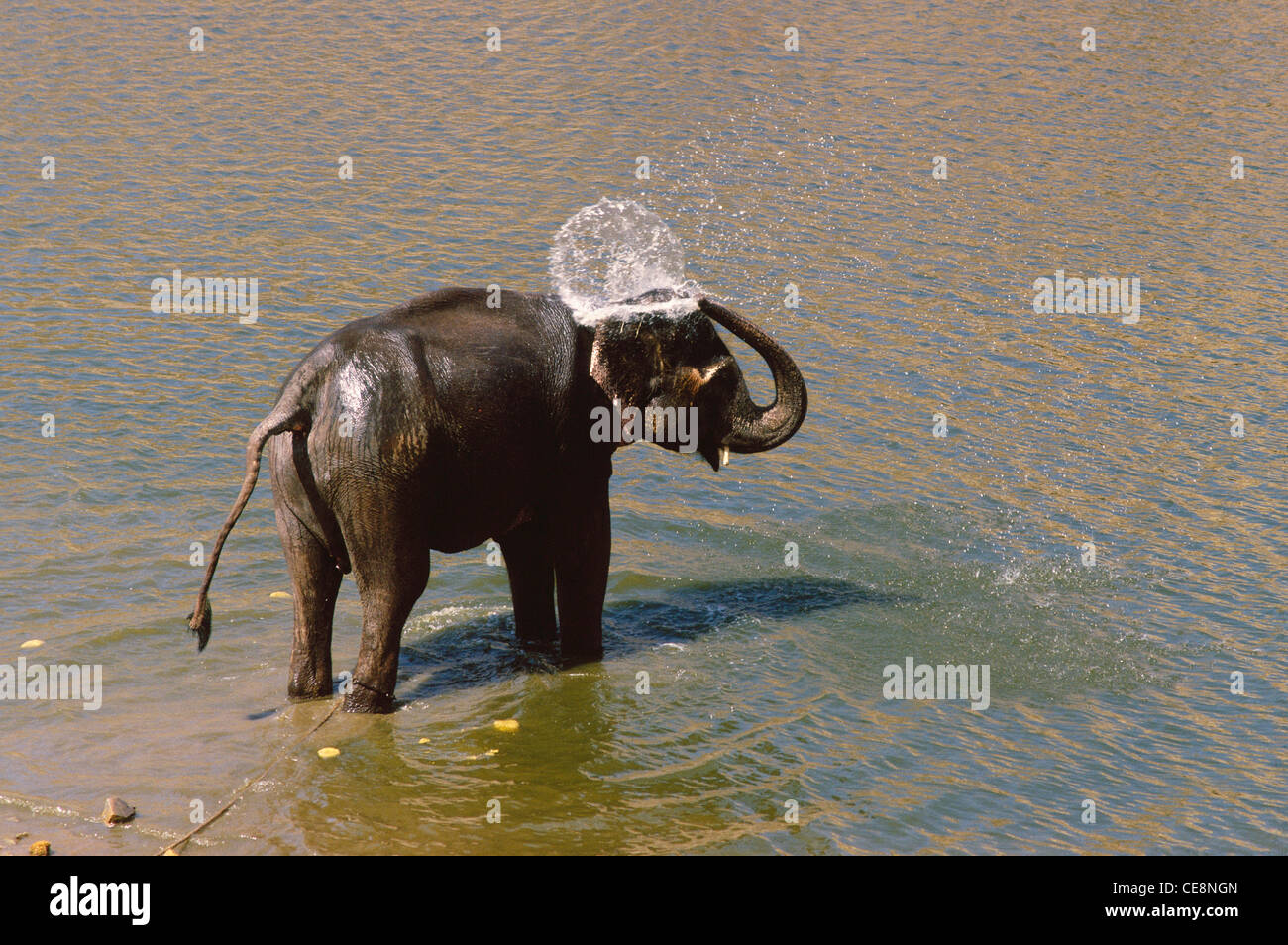 Elephant bathing Jaipur Rajasthan India Stock Photo