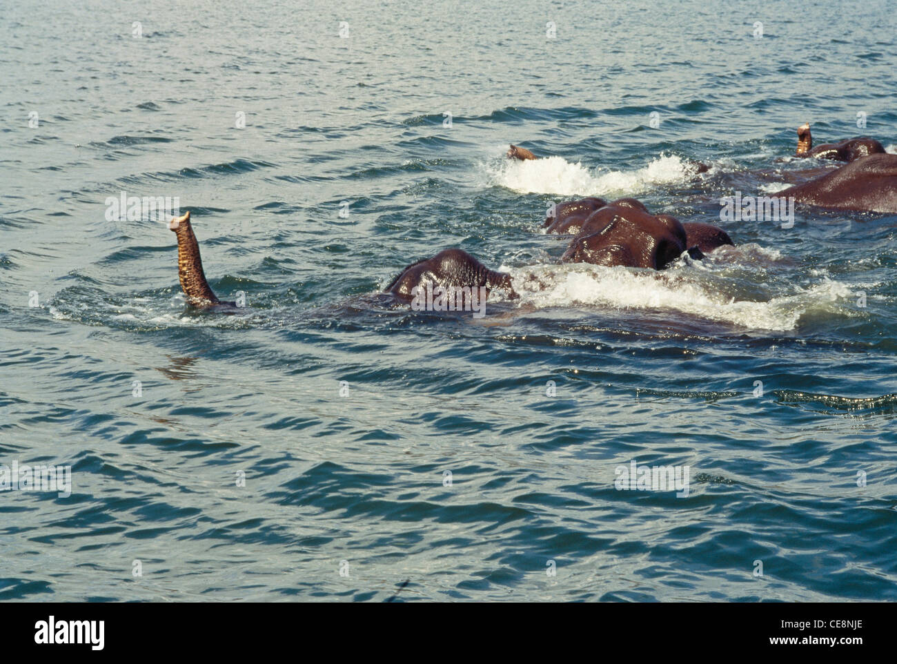 Indian elephant swimming ; Periyar Lake , Periyar National Park ; Idukki ; Pathanamthitta ; Western Ghats ; kerala , india . asia Stock Photo