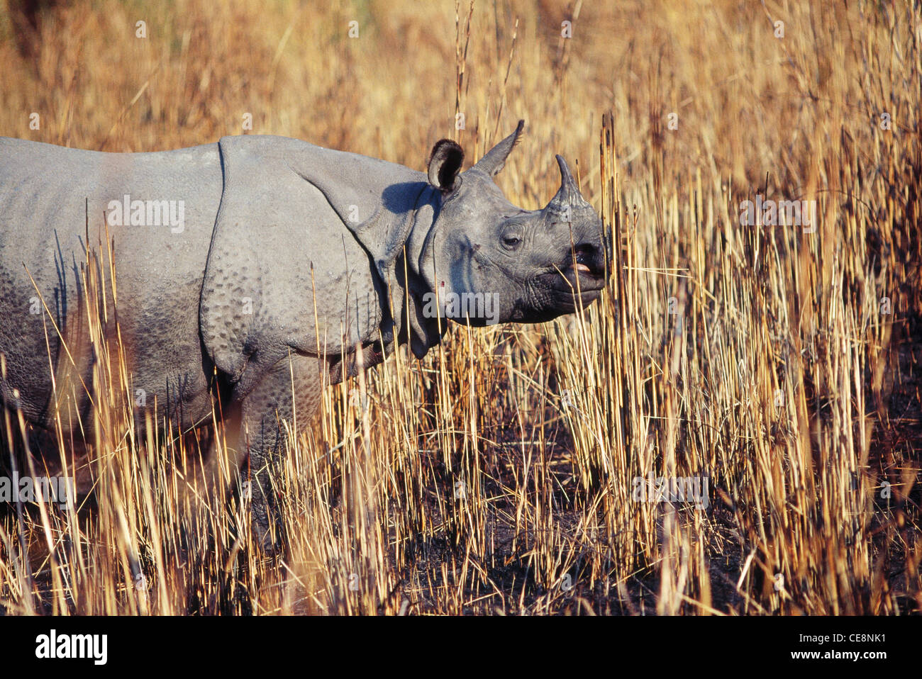 AAD 80943 : profile of One Horn indian Rhino in tall dry grass   Rhinoceros unicornis   Kaziranga National Park , Assam , india Stock Photo