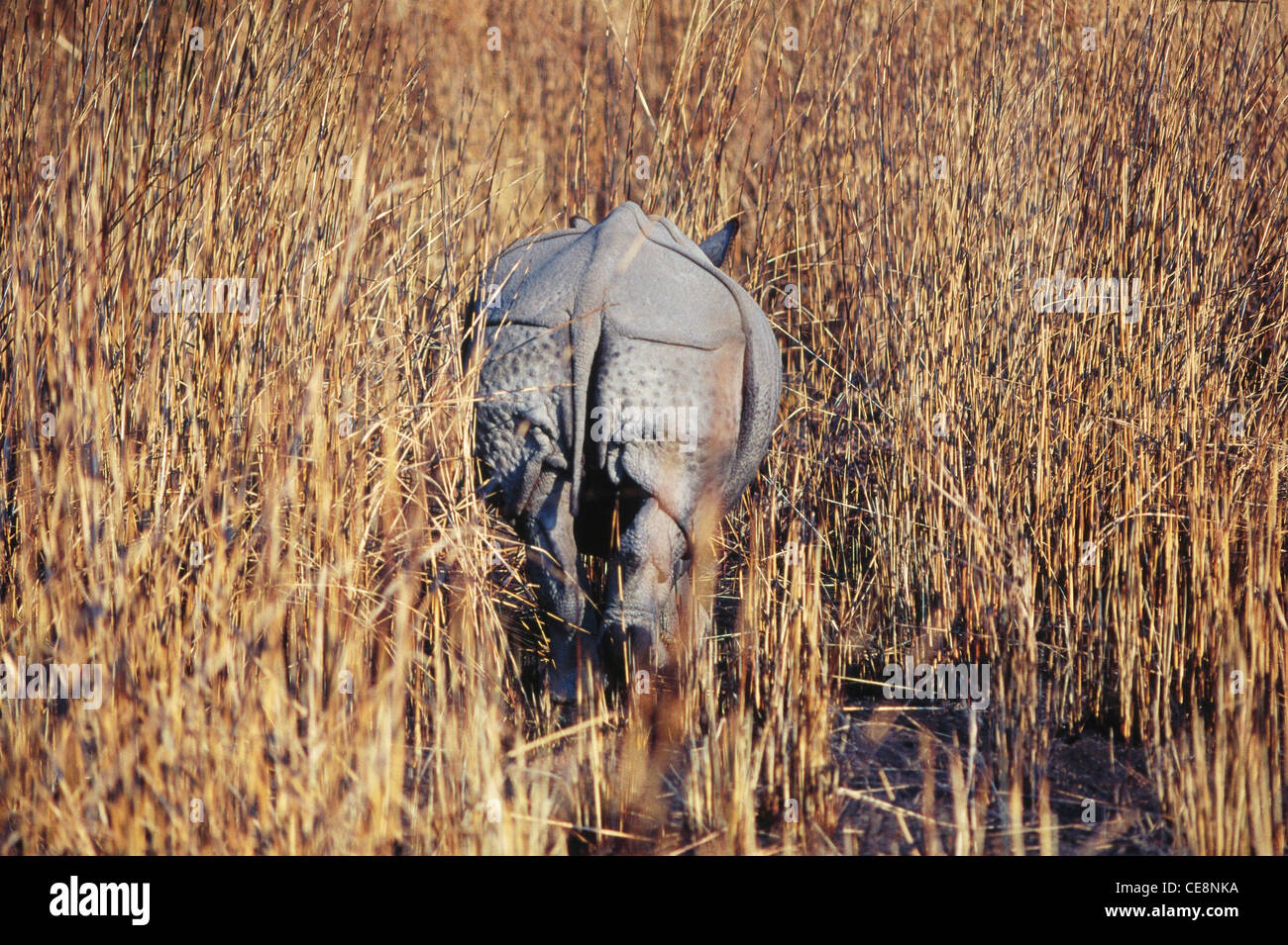 AAD 80946 : One Horn Rhino in tall dry grass   Rhinoceros unicornis    Kaziranga National Park , Assam , india Stock Photo