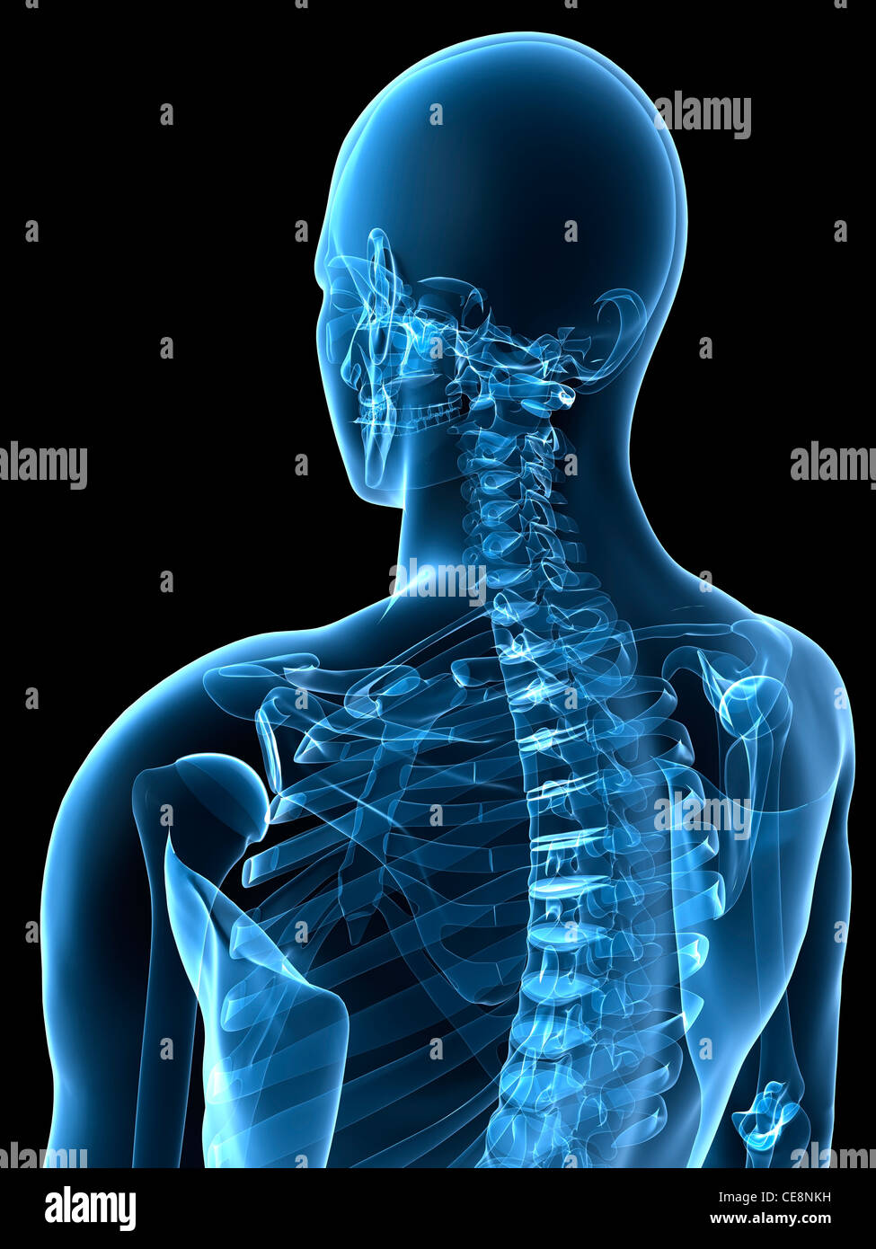 Rear view bones male upper hi-res stock photography and images - Alamy