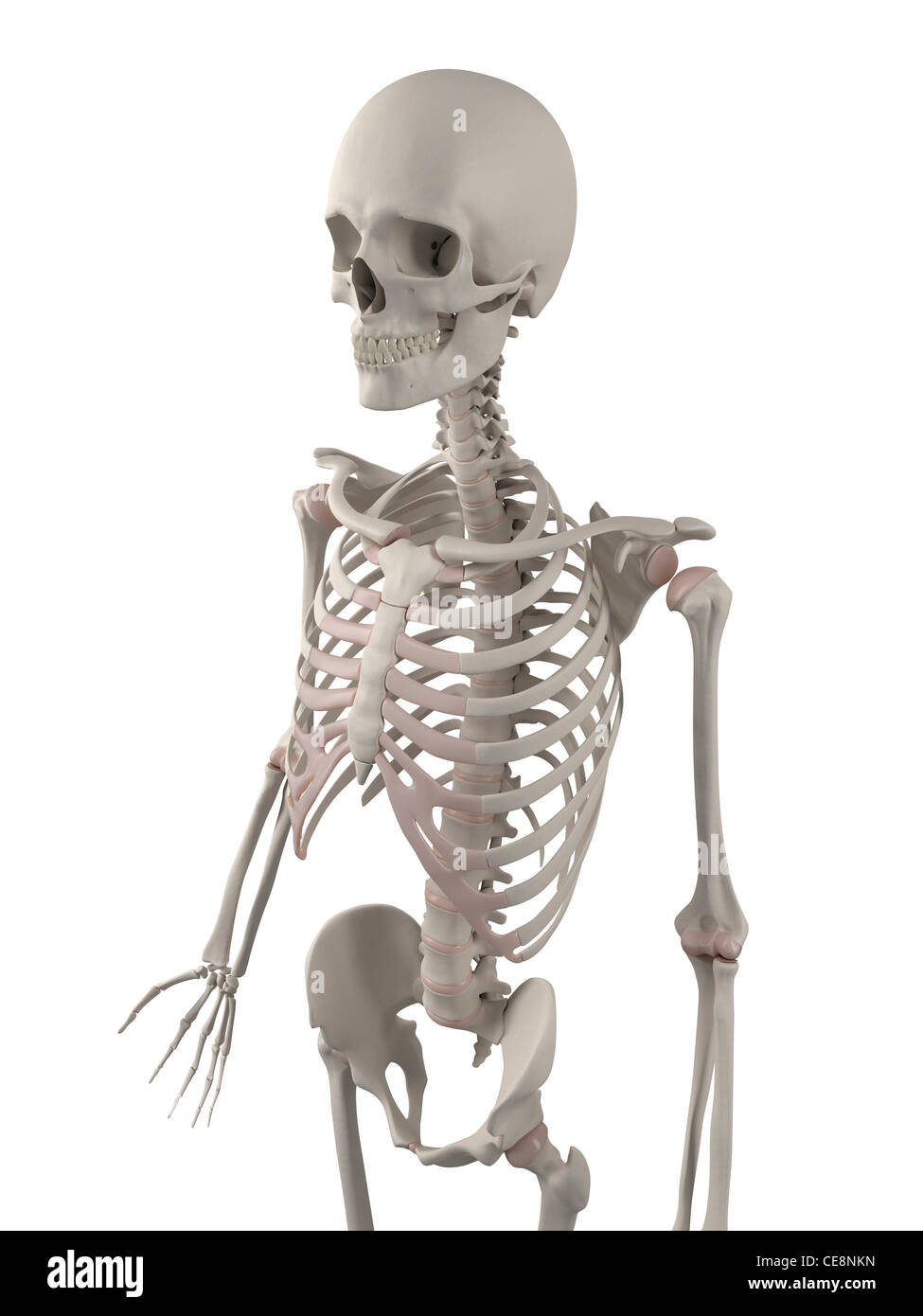 Skeleton, computer artwork Stock Photo - Alamy