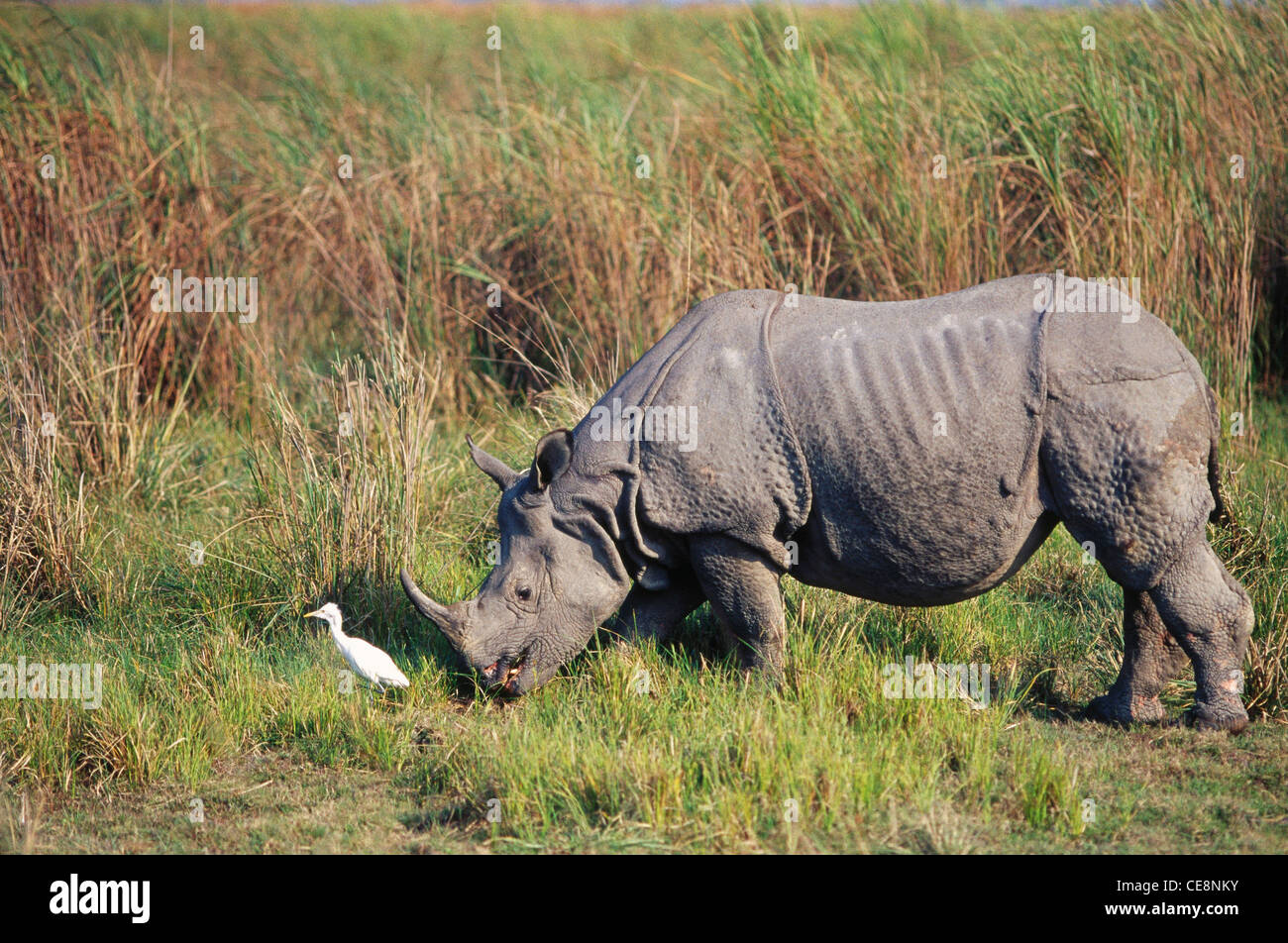 Great One horned Rhino ; Rhinoceros ; Rhinoceros unicornis , Kaziranga National Park ; Kanchanjuri ; Assam ; India , Asia Stock Photo