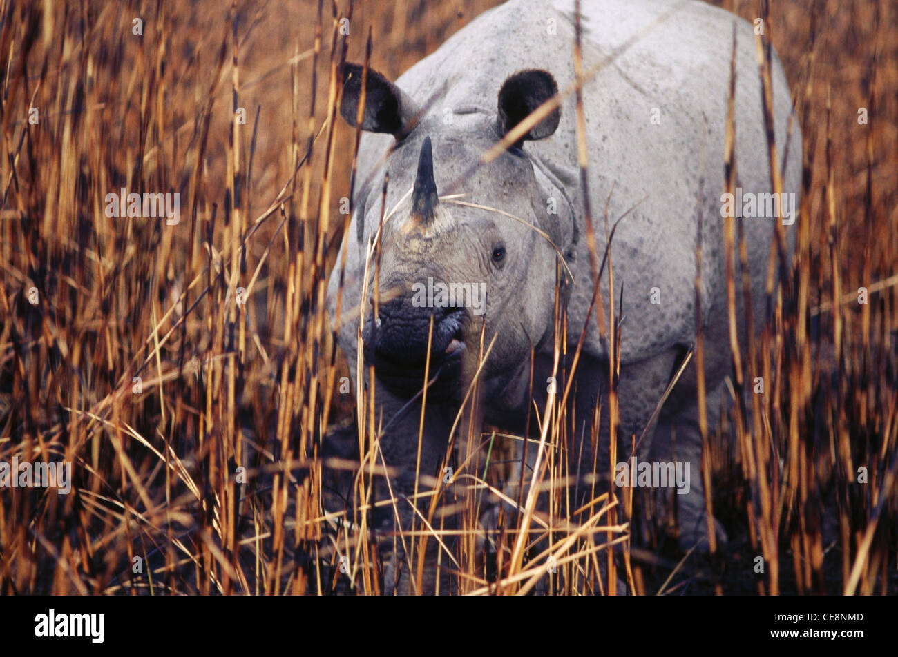 AAD 80955 : One Horn Rhino   Rhinoceros unicornis   Kaziranga National Park , Assam , india Stock Photo