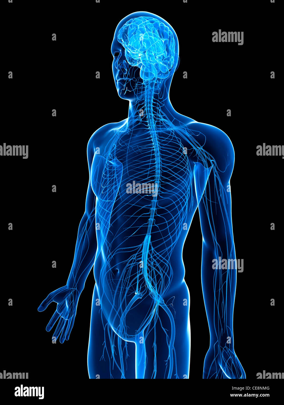 Human nervous system, computer artwork Stock Photo - Alamy