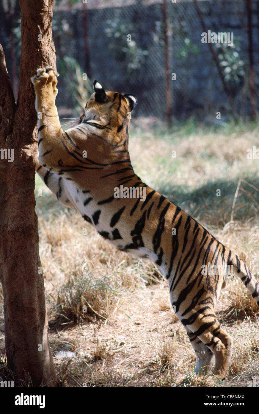 White tiger claws hi-res stock photography and images - Alamy