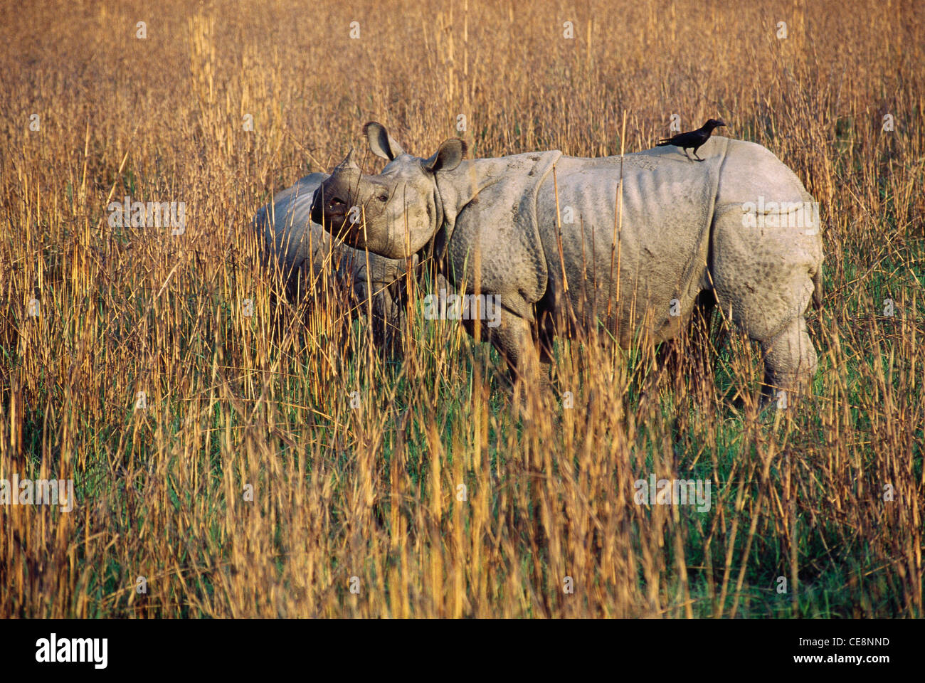 bird sitting on One Horn Rhino ; Rhinoceros unicornis , Dudhwa national Park , Uttar Pradesh , india , asia Stock Photo