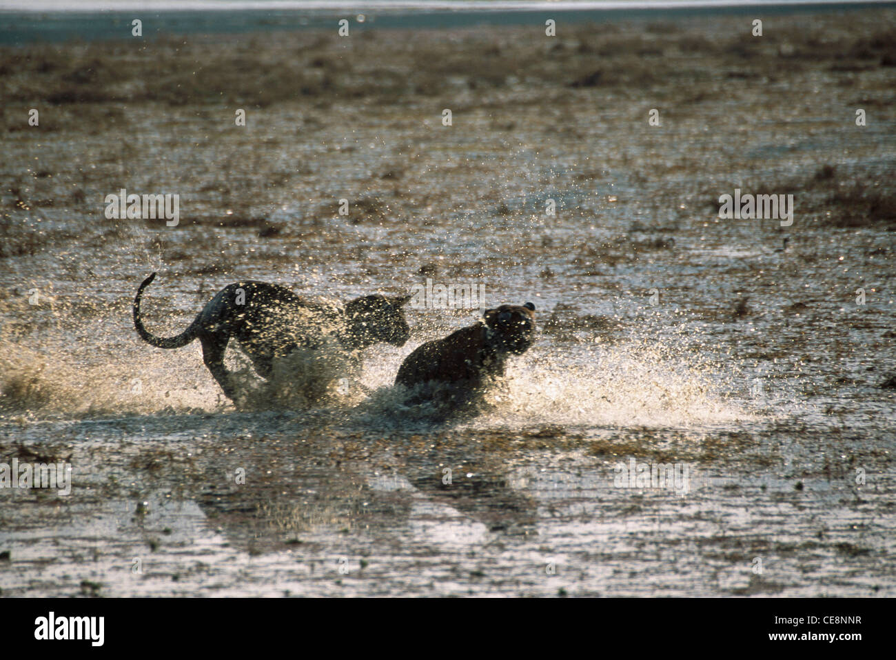 Tigers playing in pond ; Panthera Tigris ; Ranthambore wildlife sanctuary , Rajasthan , india , asia Stock Photo
