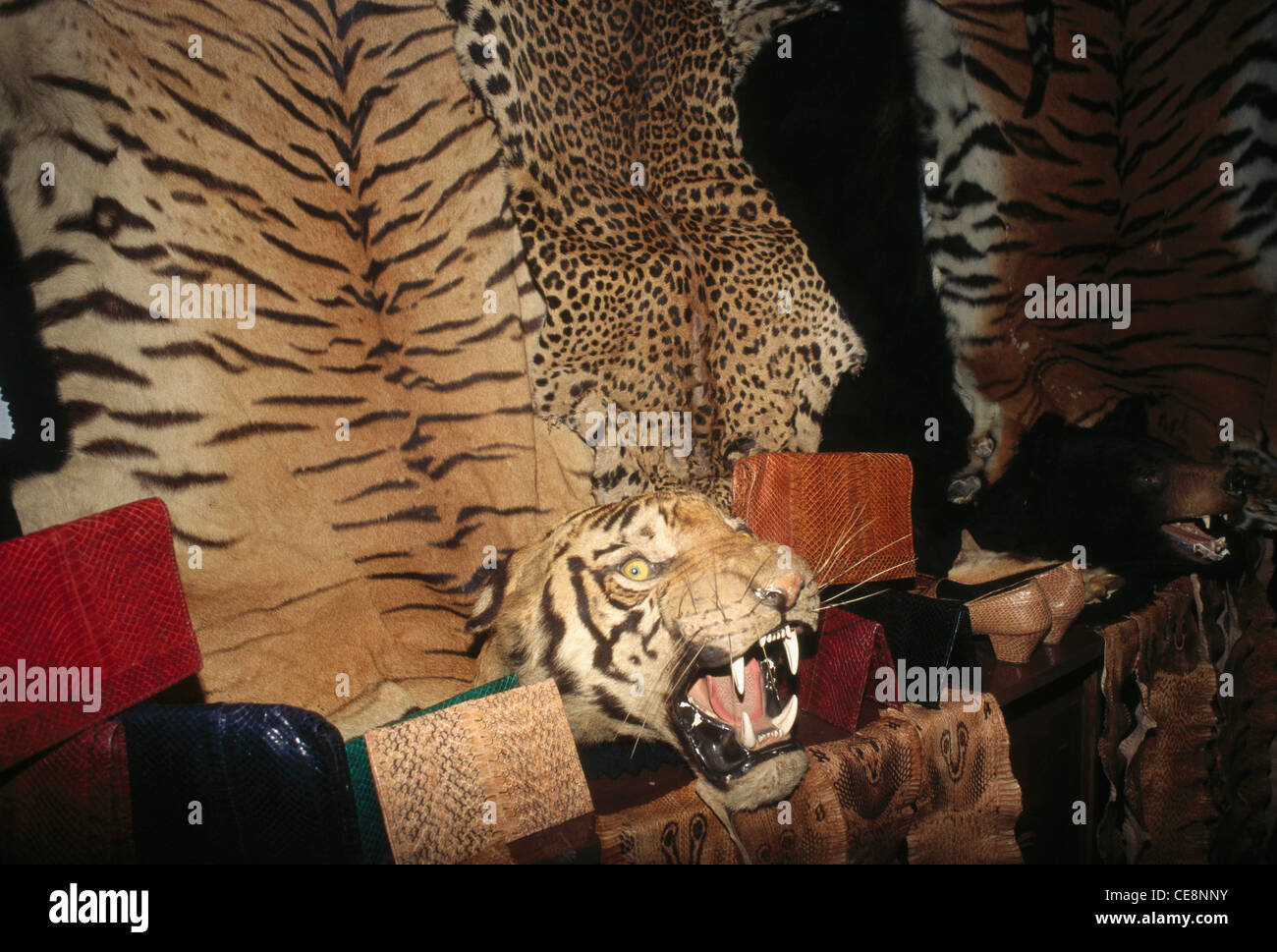 Skin and Furs of Tiger Wildlife products illegal India Stock Photo