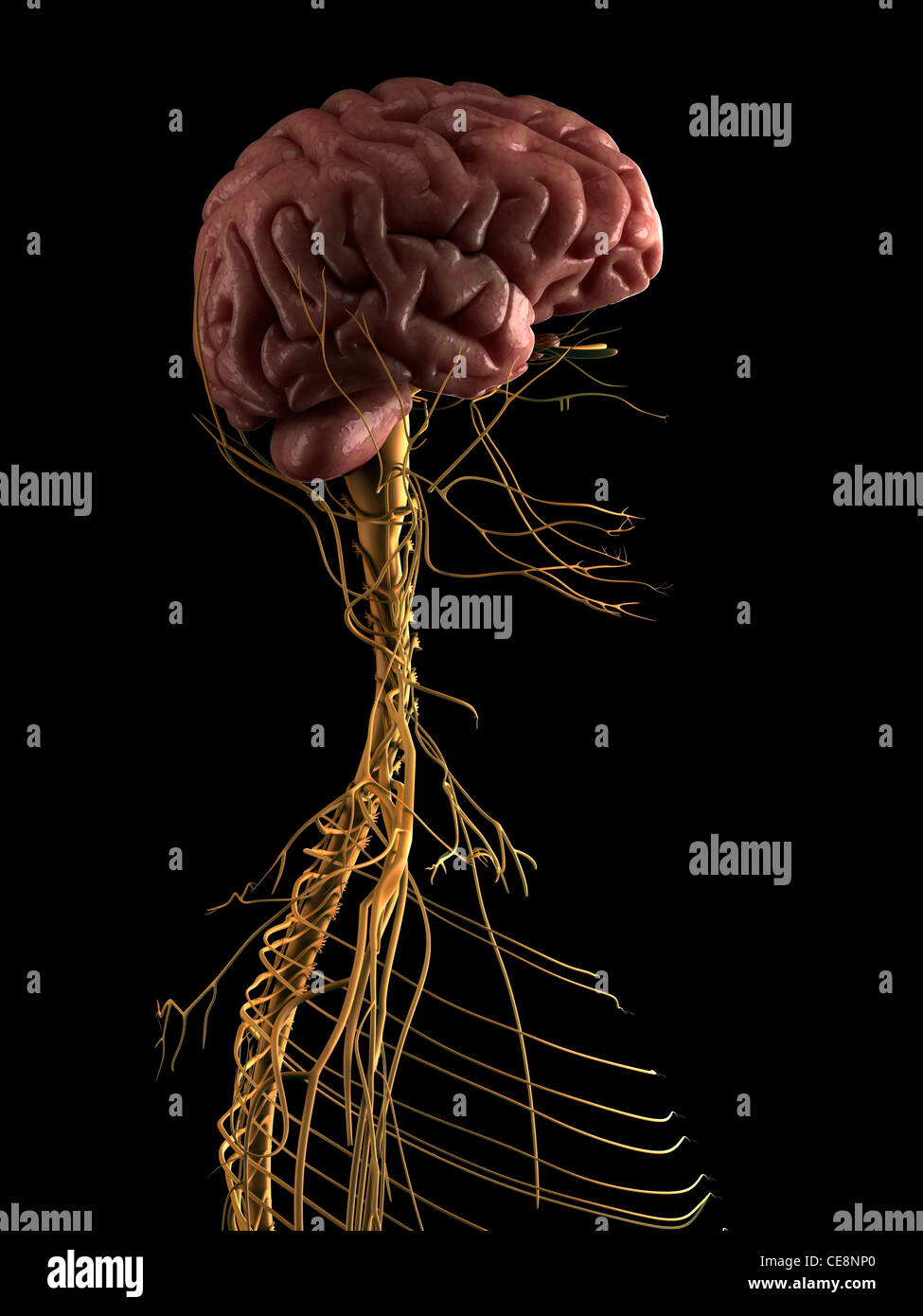 Human nervous system, computer artwork Stock Photo - Alamy