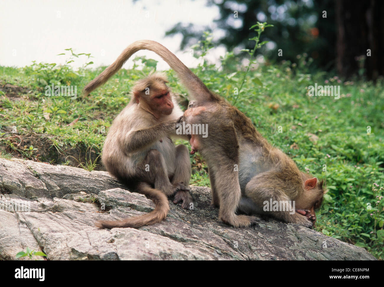 MAA 80932 : Bonnet macaque Monkey   Macaca radiate   Bandipur national park , Karnataka , india Stock Photo