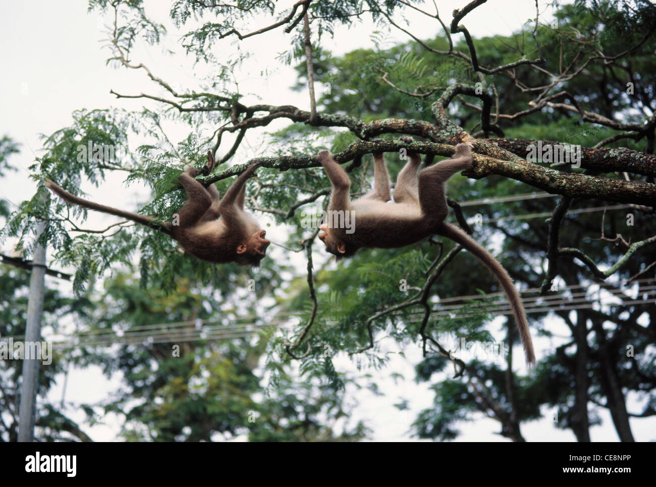 Bonnet macaque Monkey hanging on tree branch ; Macaca radiata ; Bandipur national park , Karnataka , india , asia Stock Photo
