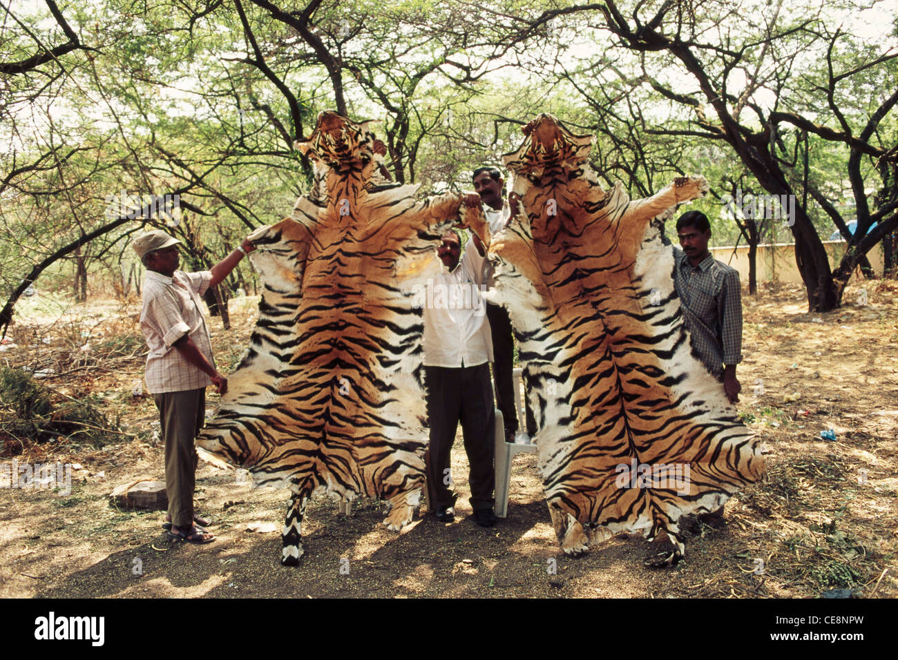 Tiger skin seized from poachers ; Panthera Tigris ; India ; Asia Stock
