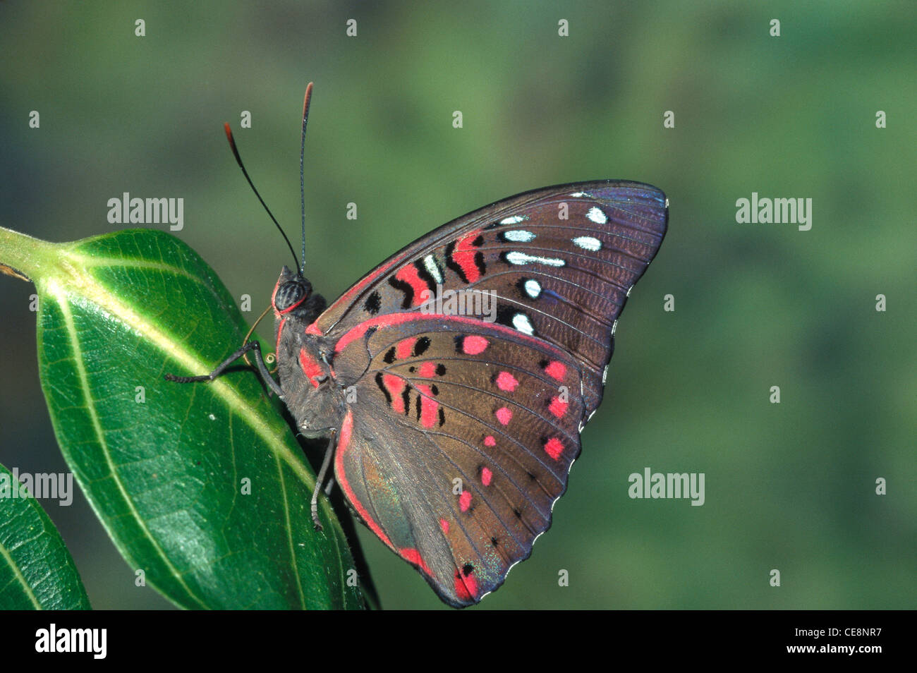 Butterfly , Gaudy baron , Euthalia lubentina , india , asia Stock Photo