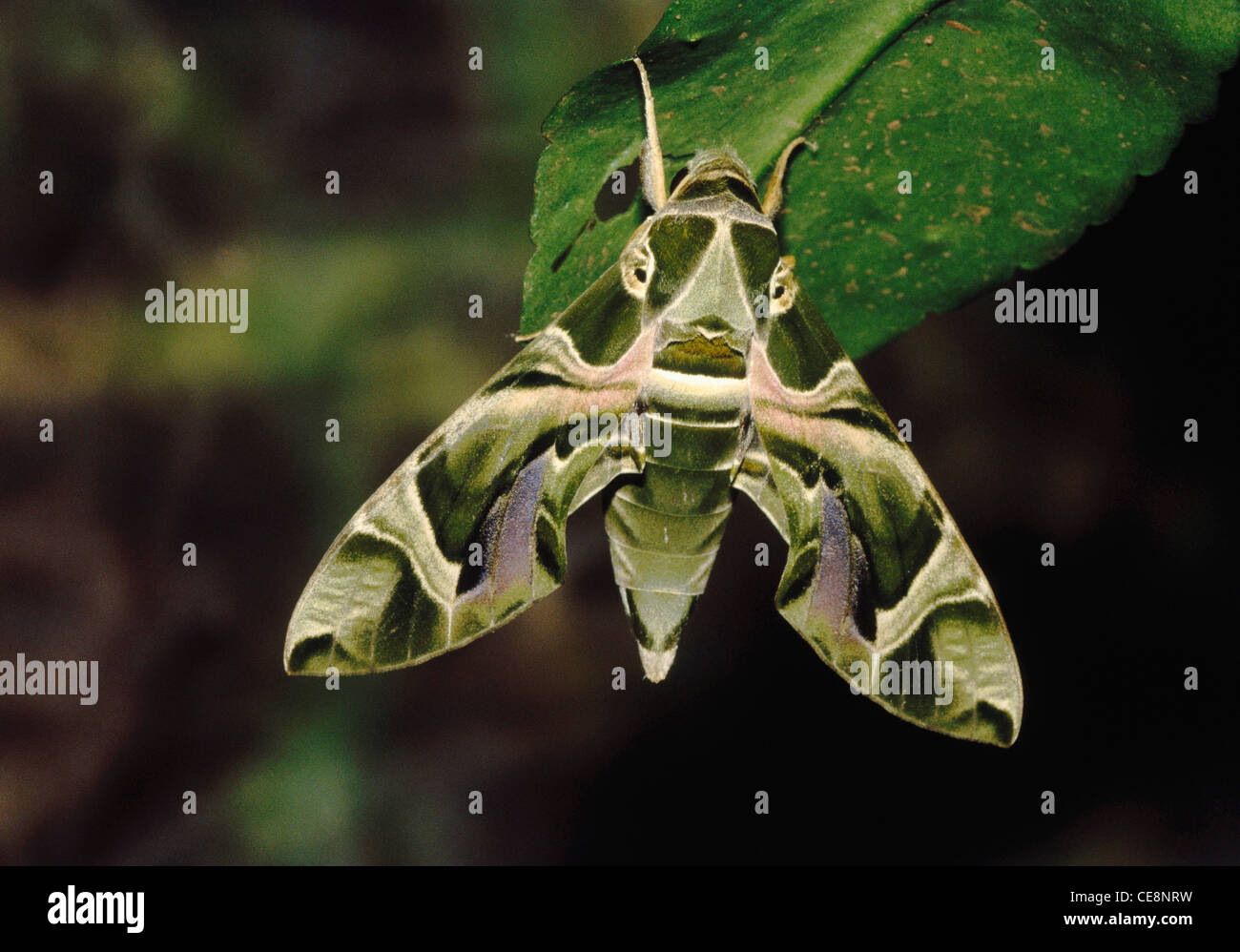 Butterfly , Moths , Indian , Oleander Hawk Moth , oleander hawk moth , army green moth , Daphnis Nerii , india , asia Stock Photo