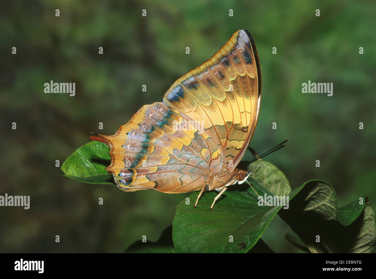 Butterfly , Indian , Tawny Rajah , Charaxes bernardus , india , asia Stock Photo
