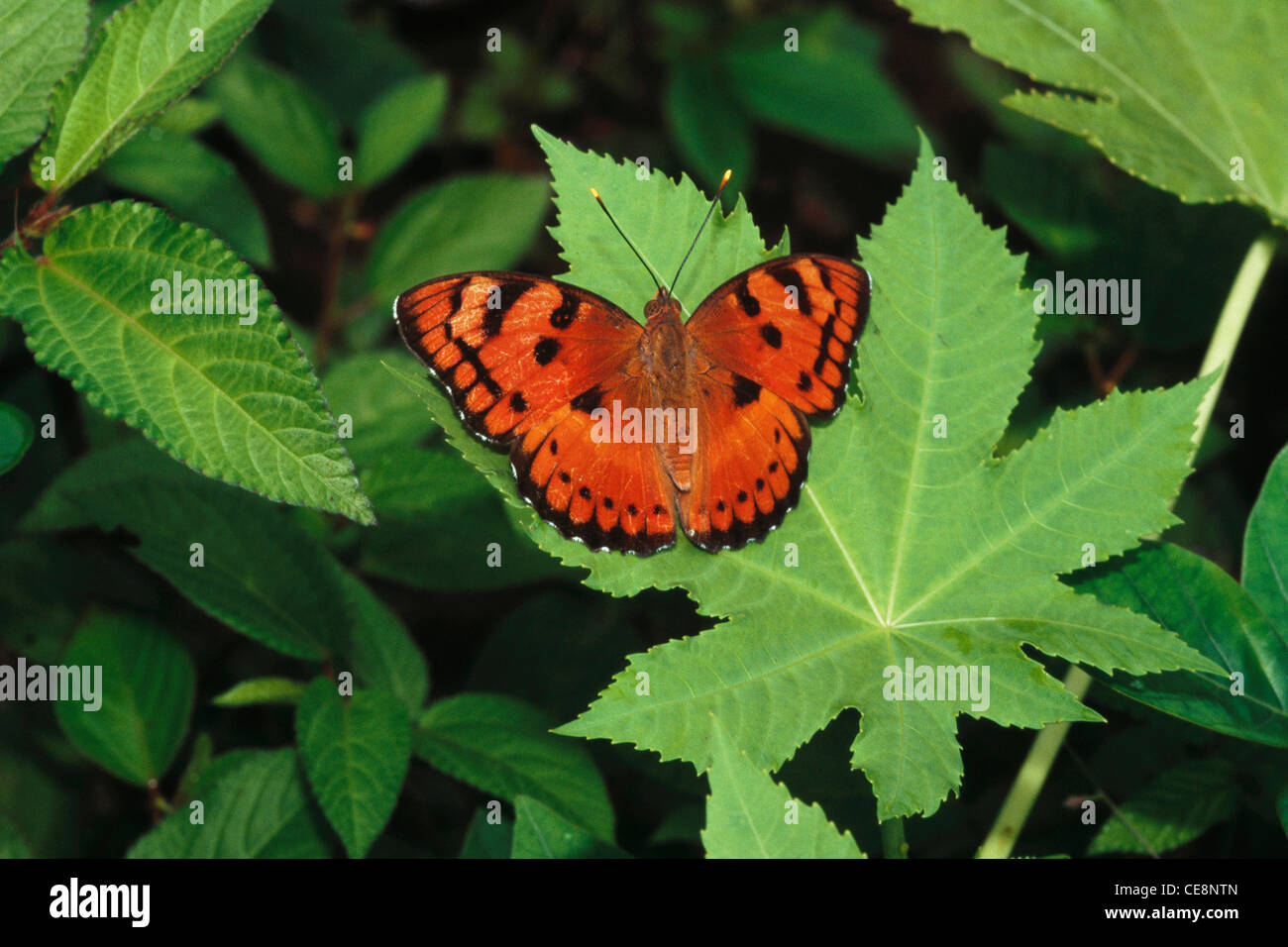 Butterfly , Baronet , Euthalia nais , india , asia Stock Photo