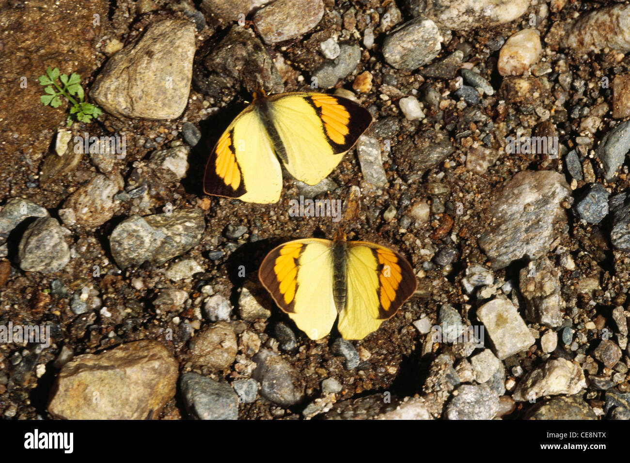 IKA 80194 : Butterfly two yellow orange tip males Ixias Pyrene Pieridas Pair of Butterflies Stock Photo